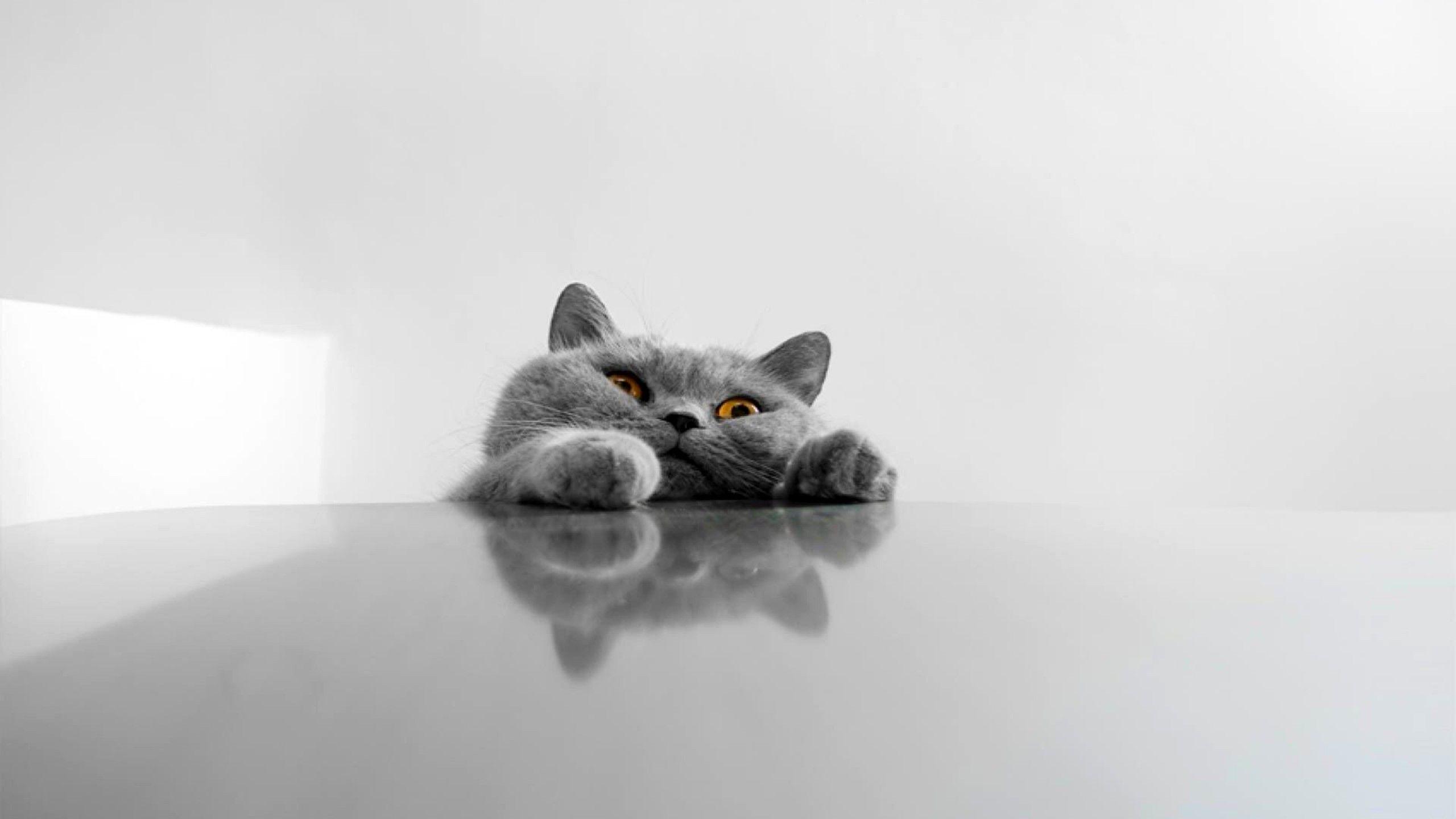 2560x1440 Funny Cat Desktop Wallpaper