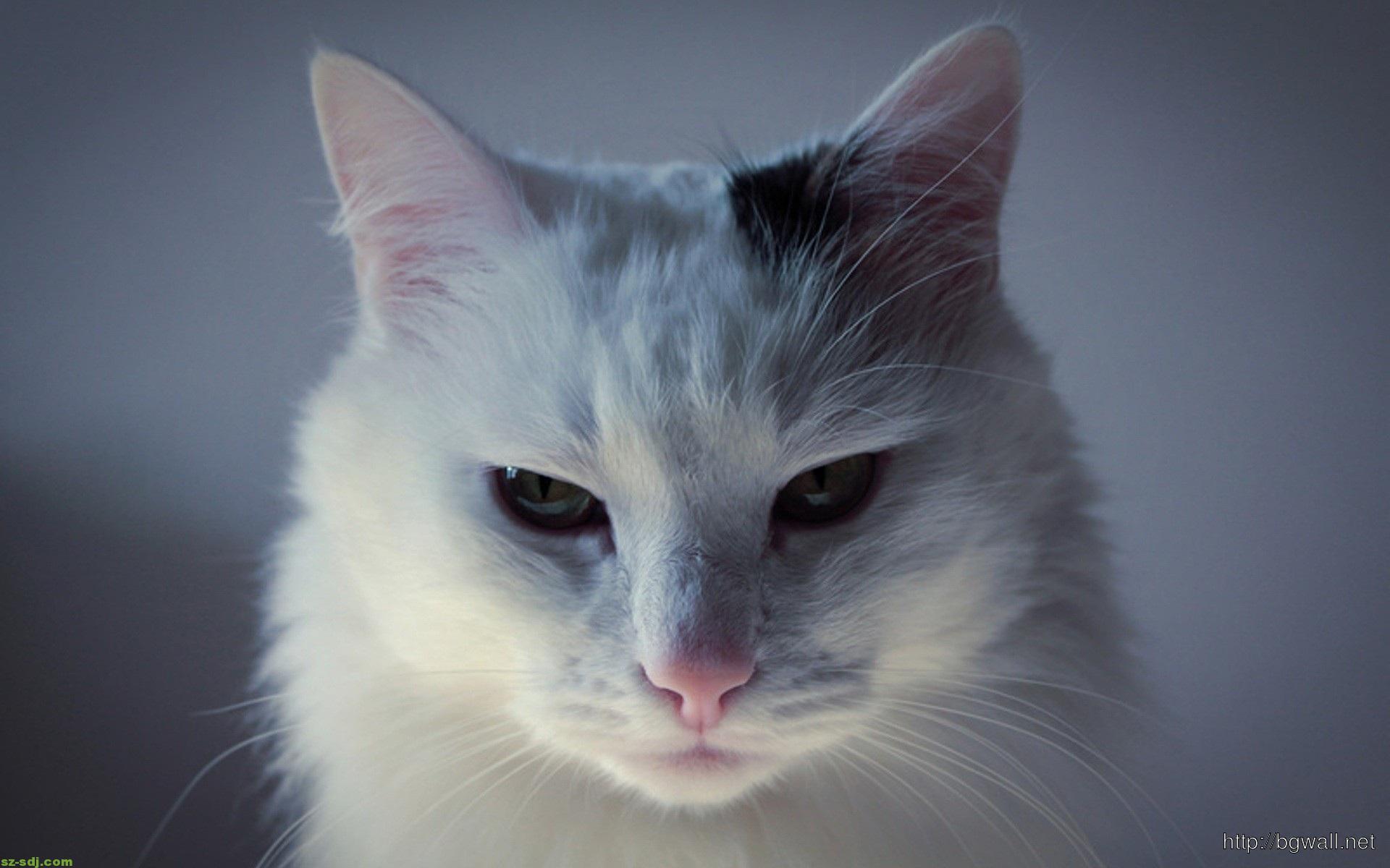 1920x1200 White Cat Desktop Wallpaper And Living Space Interior