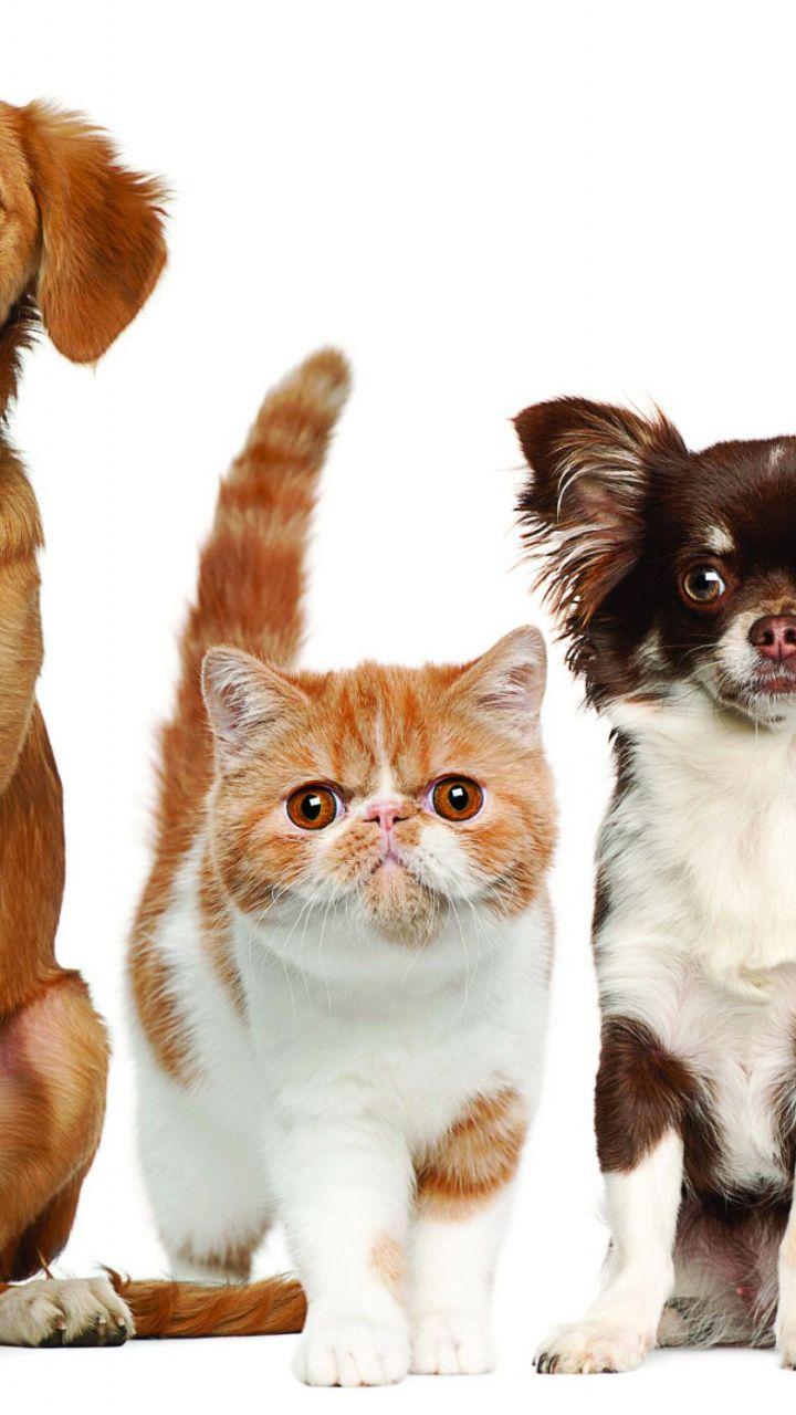 720x1280 Download 720x1280 Wallpaper Dogcat Relationship, Whiskers, Cat, Cat