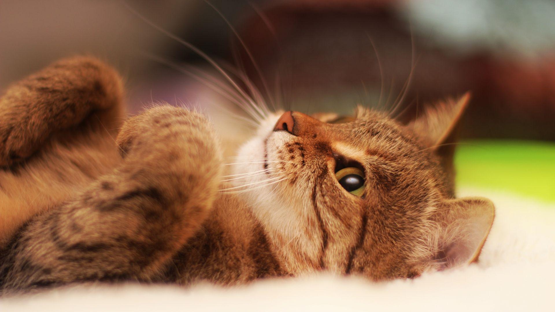 1920x1080 Hd Cat Desktop Wallpaper Modern Idea