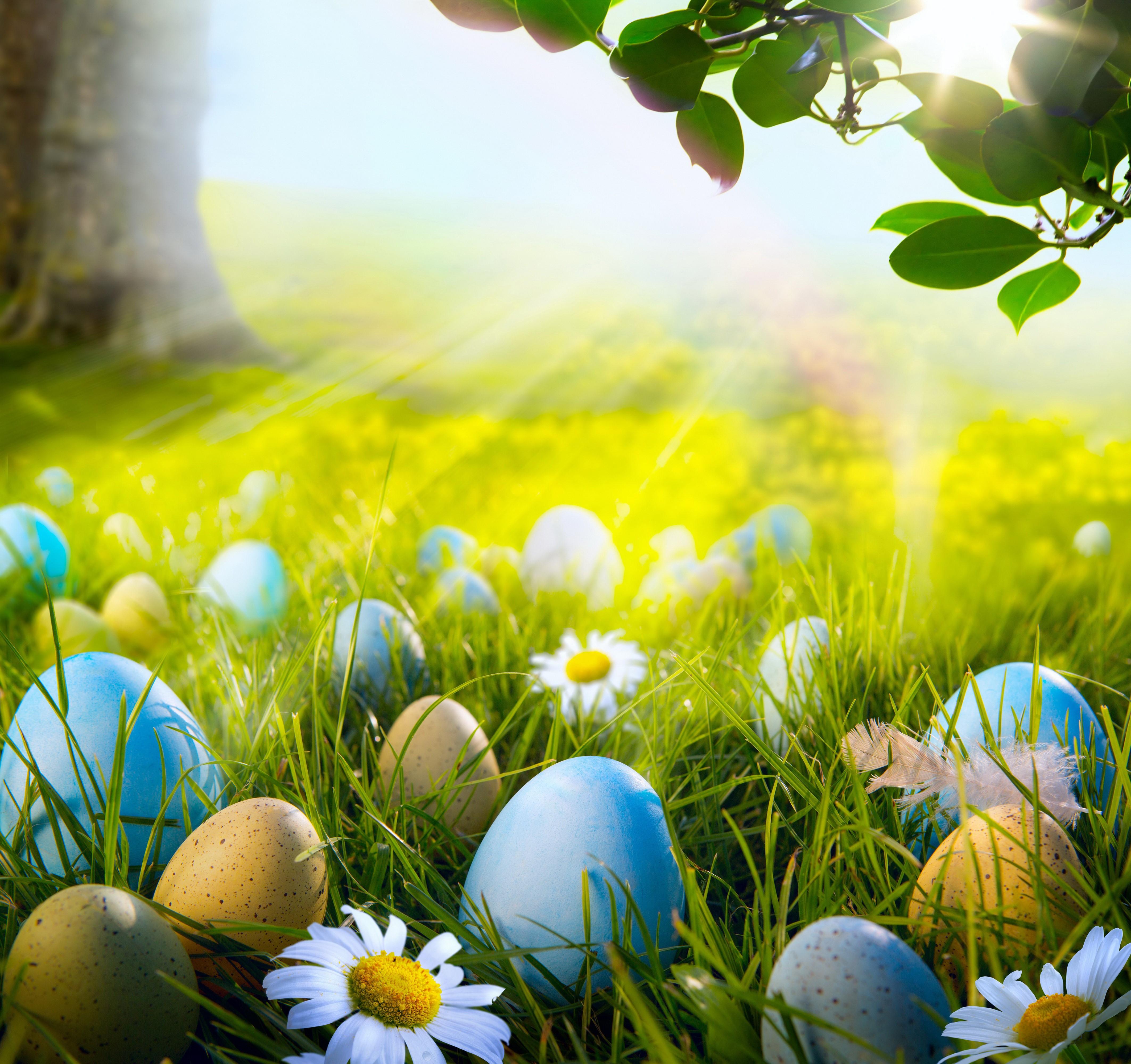 4250x4000 4K, Holidays, Easter, Camomiles, Grass Gallery HD Wallpaper