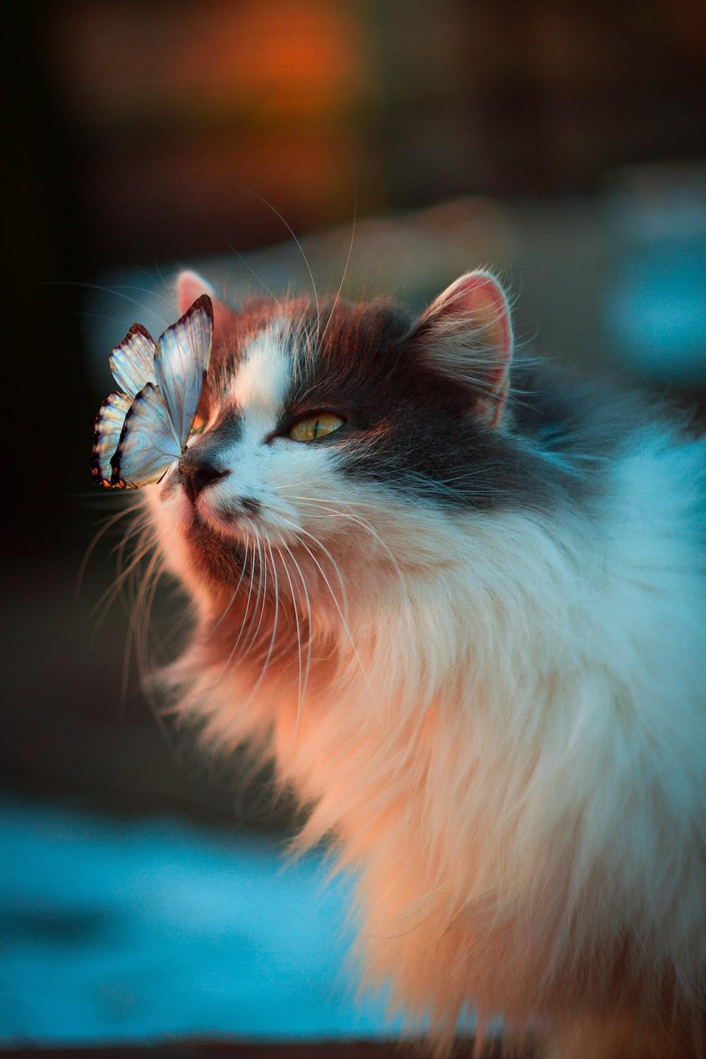 1000x1500 Cat Wallpaper: Free HD Download [HQ]
