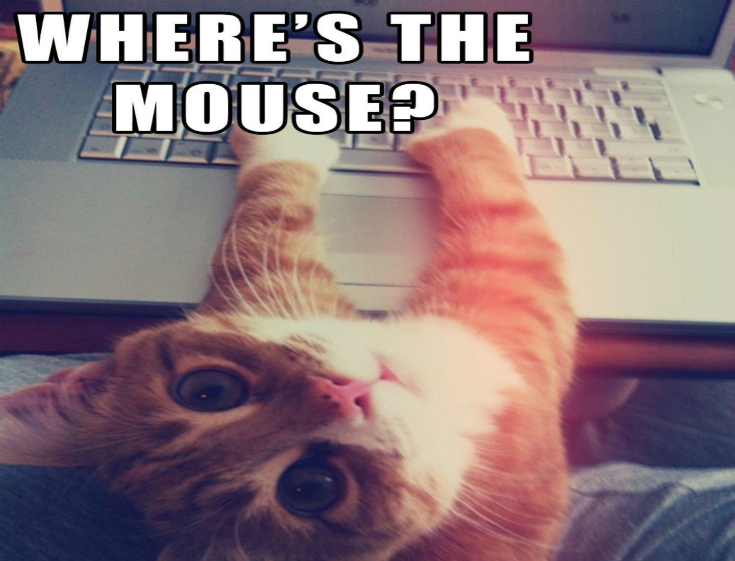 1440x1100 cat, Meme, Quote, Funny, Humor, Grumpy, Computer Wallpaper HD / Desktop and Mobile Background