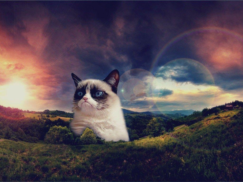 1024x768 Ugly Cat Wallpaper