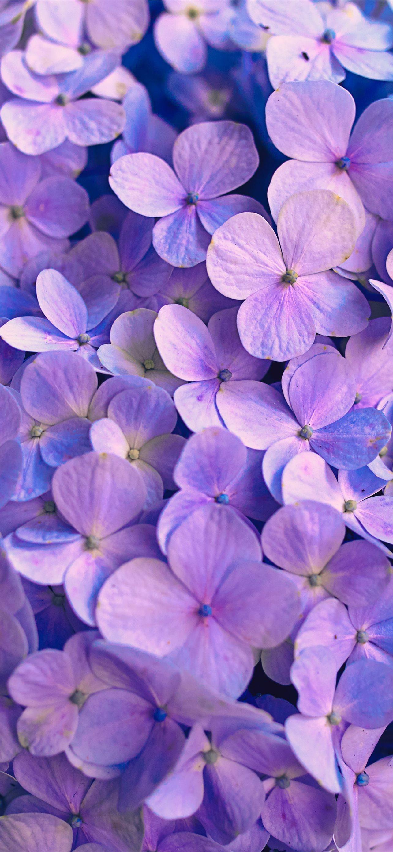 1284x2778 purple flowers with green leaves iPhone Wallpaper Free Download