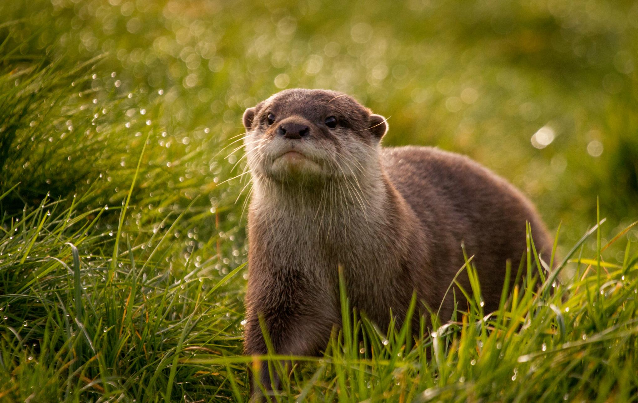 Otter Laptop Wallpapers - Top Free Otter Laptop Backgrounds ...