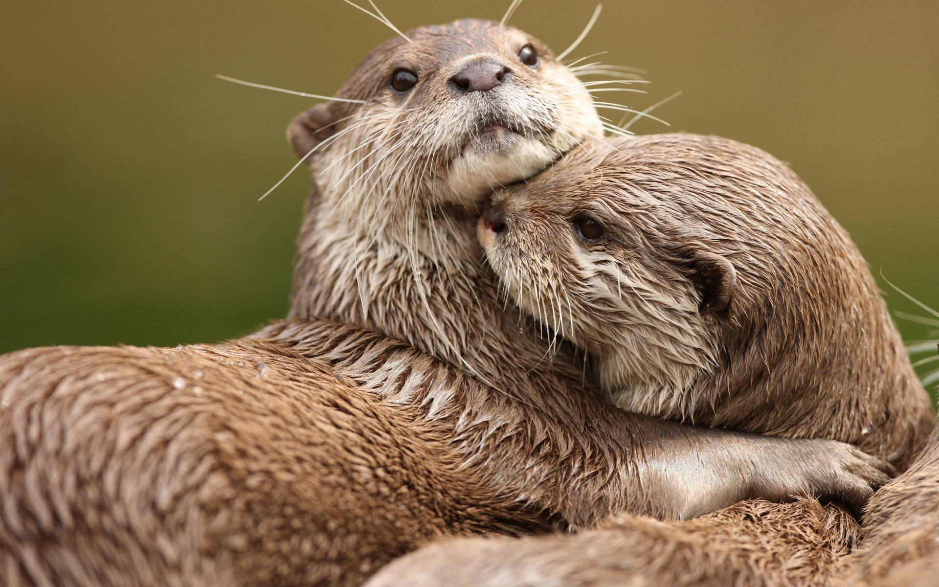 1920x1200 Free Otter Wallpaper Downloads, Otter Wallpaper for FREE