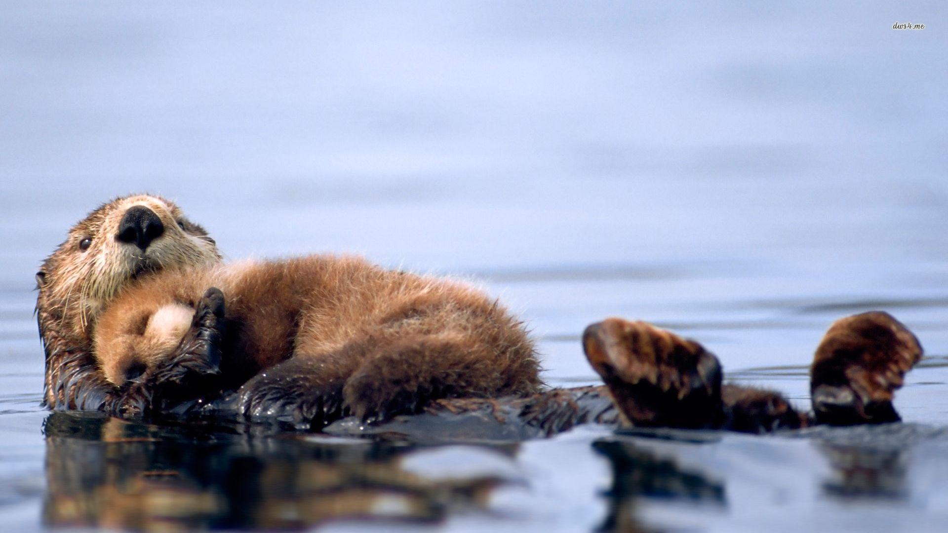 1920x1080 Sea Otter Wallpaper