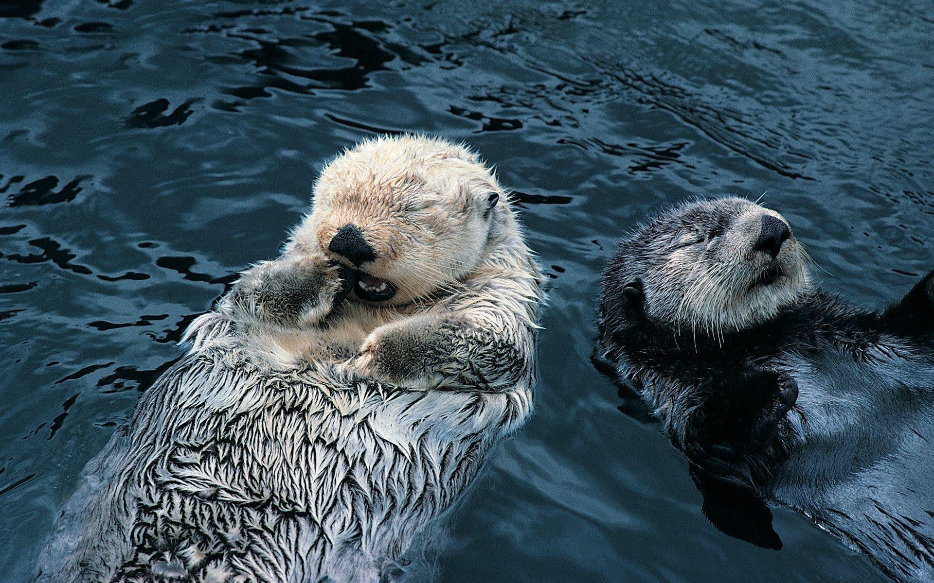 1920x1200 Sea Otter Wallpaper and Background 4K, HD, Dual Screen