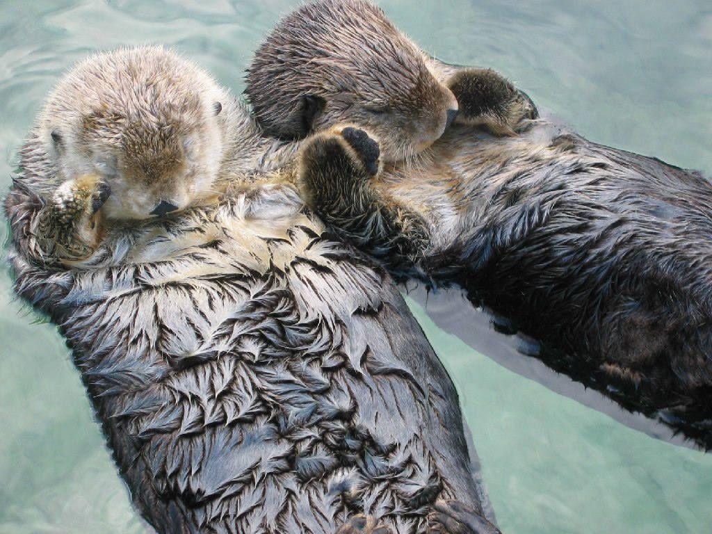 1024x768 Sea Otter Wallpaper