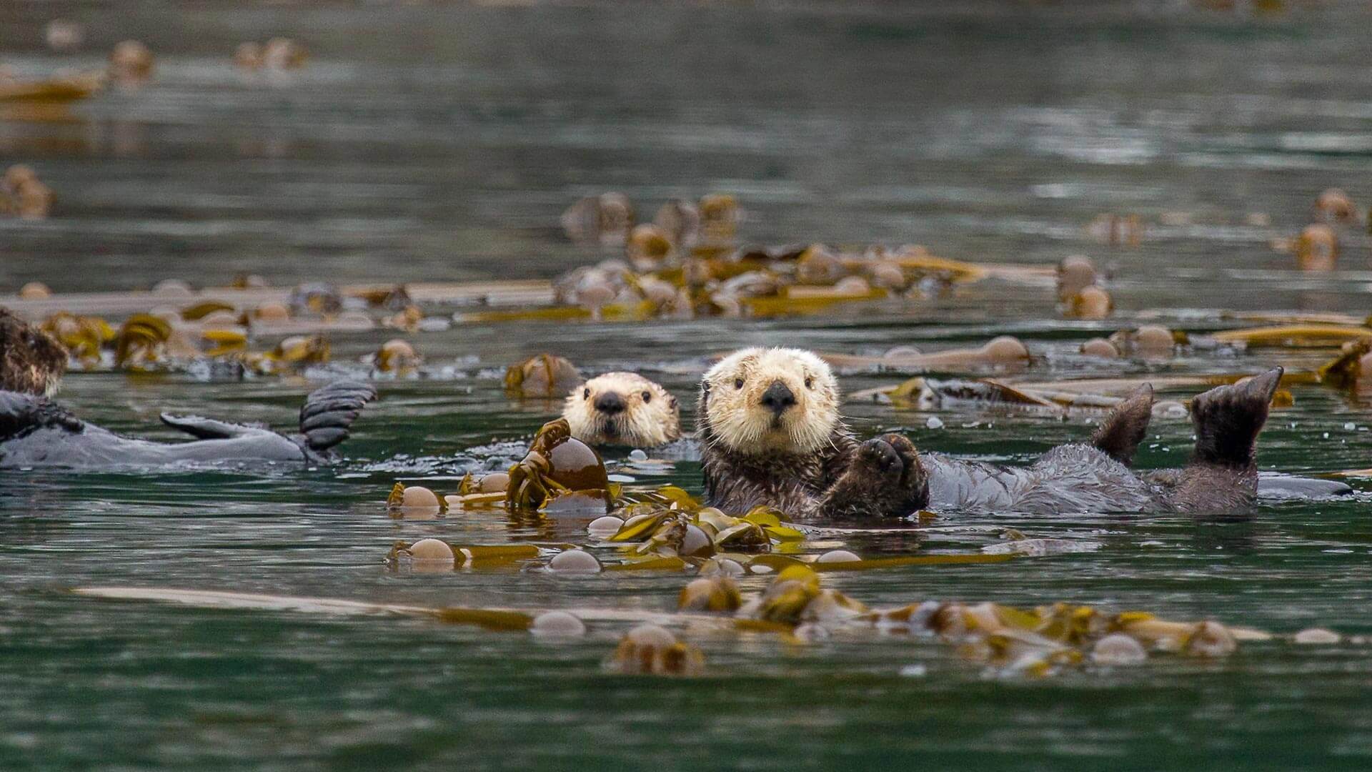 1920x1080 Kelp buddies