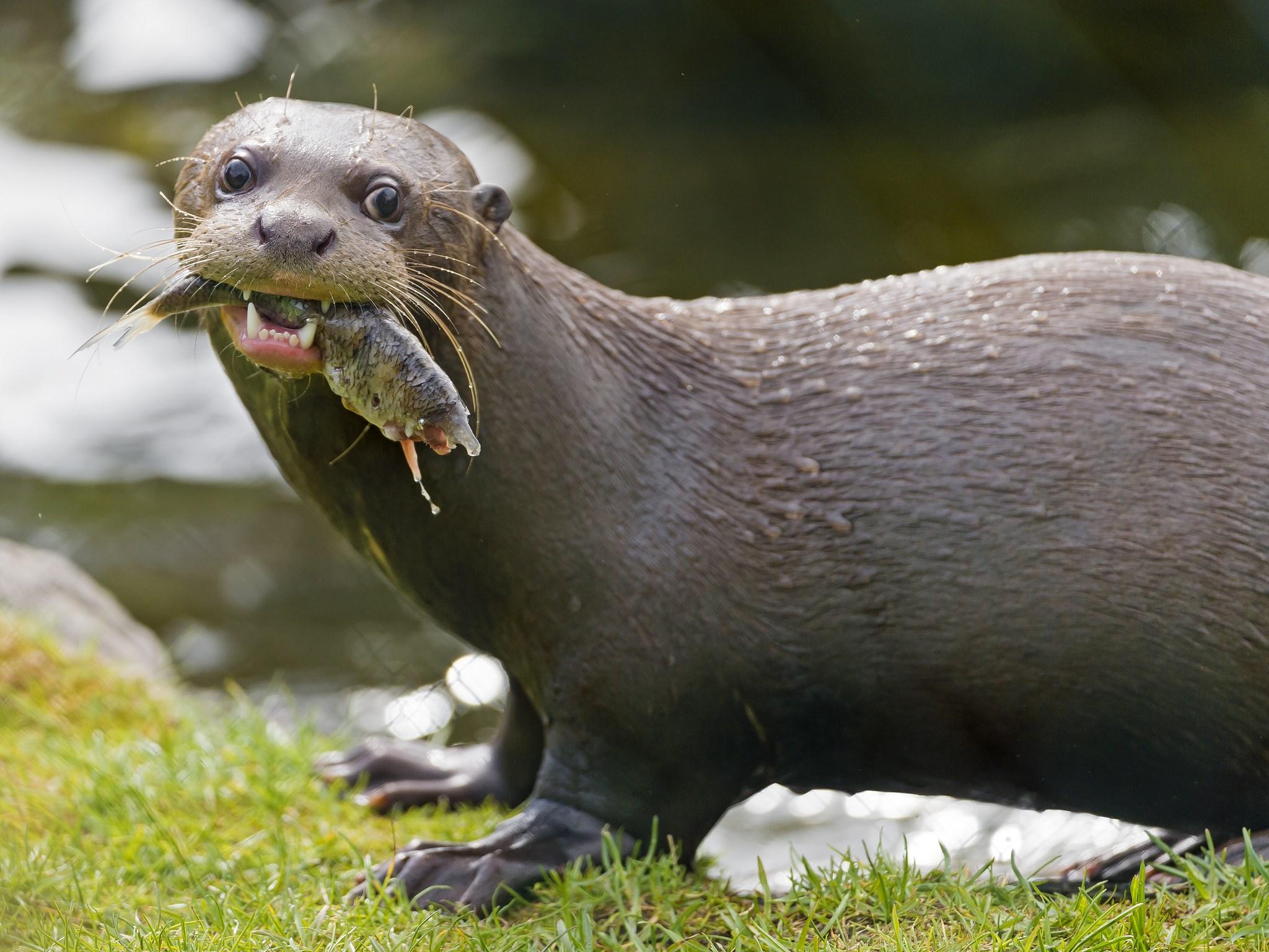 2048x1536 2048x1536 otter : Wallpaper Collection Gallery HD Wallpaper