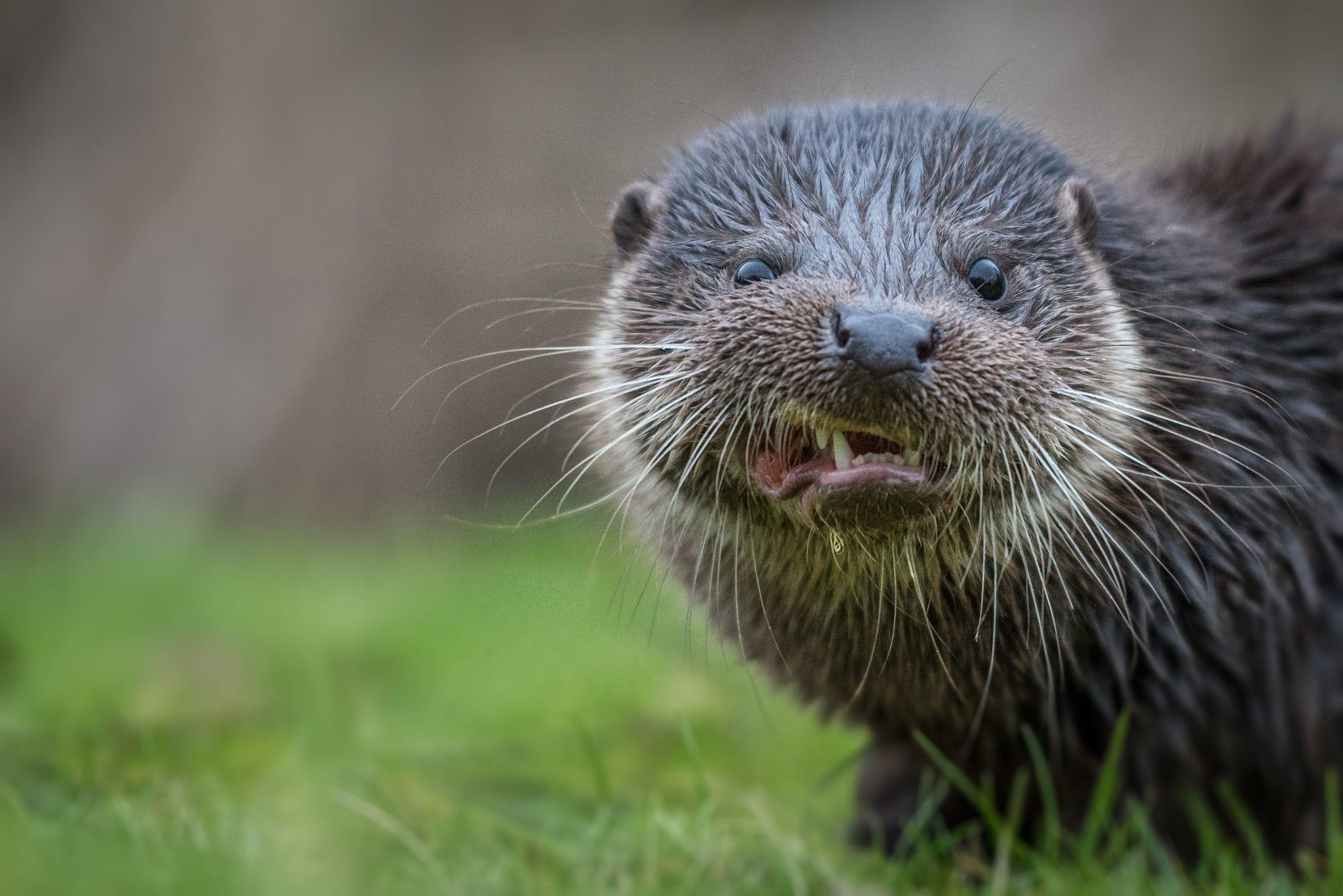 2000x1335 otter HD wallpaper, background