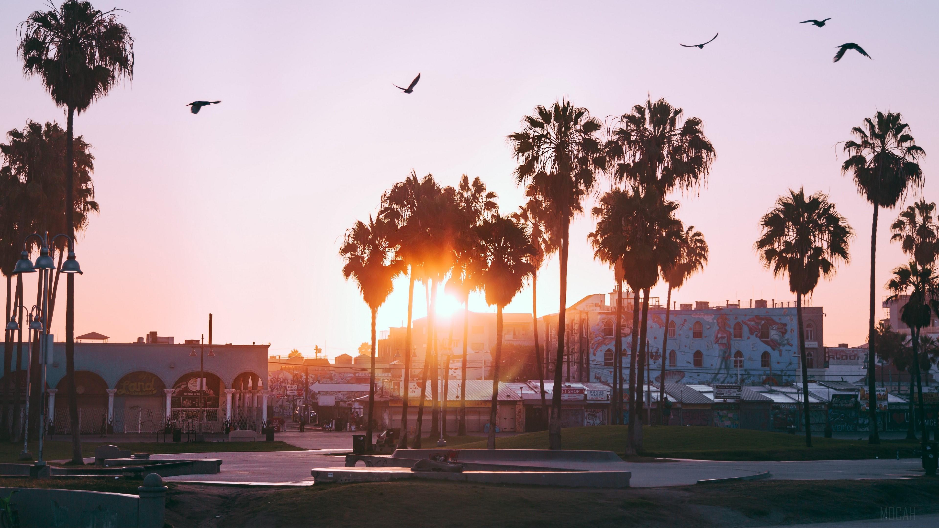 3840x2160 palm trees, dawn, birds, venice beach, los angeles, united states 4k Gallery HD Wallpaper