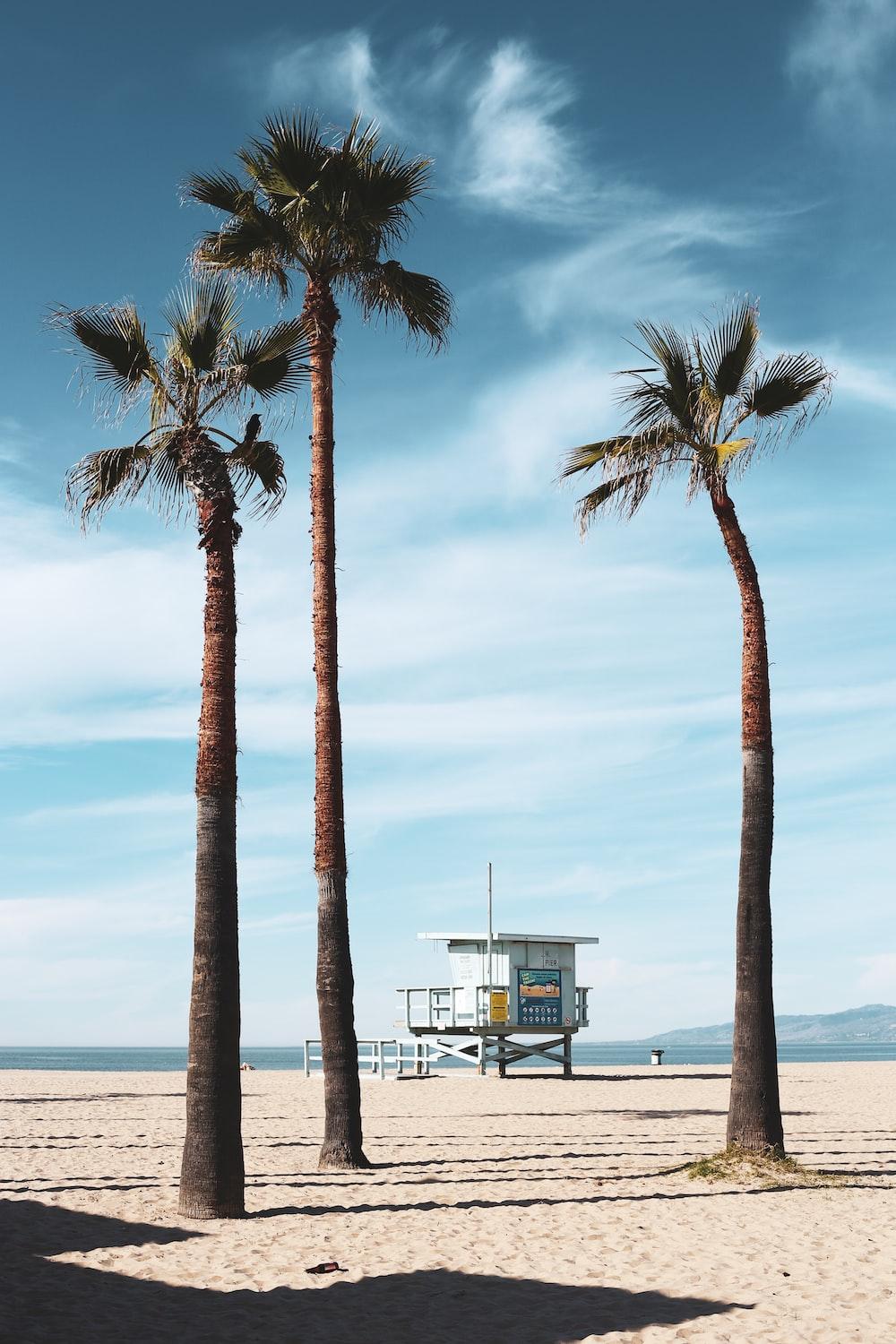 1000x1500 Venice California Picture. Download Free Image