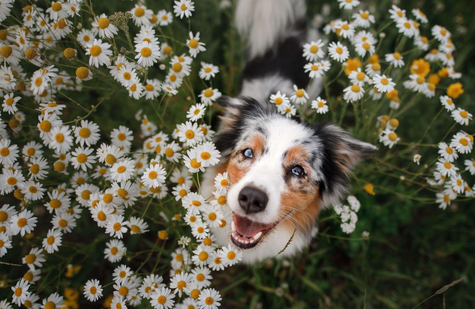 1846x1200 Australian shepherd among flowers