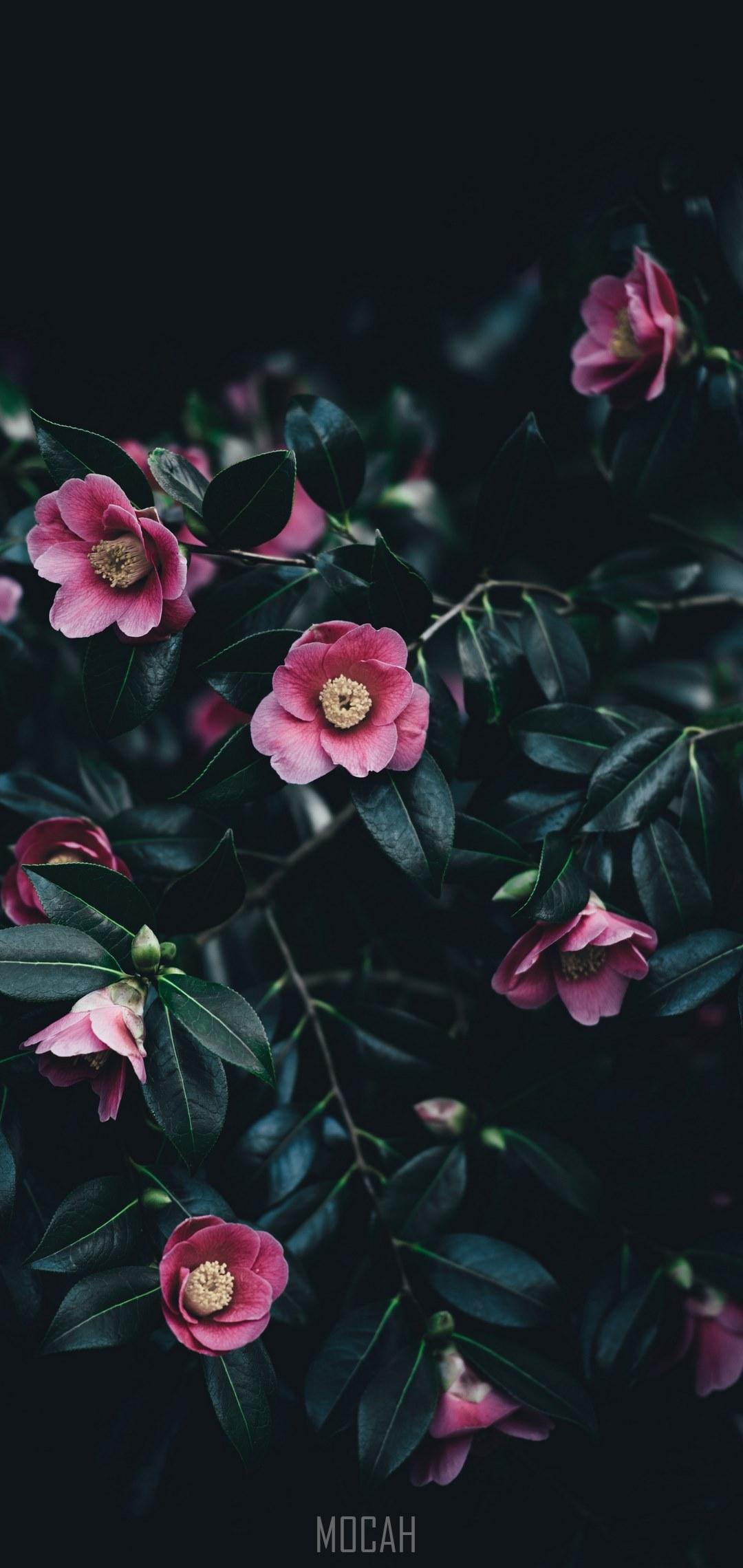 1080x2280 small pink camellia flowers among dark green leaves, camelias, Oppo A33 (2020) wallpaper HD free download, 720x1520 Gallery HD Wallpaper