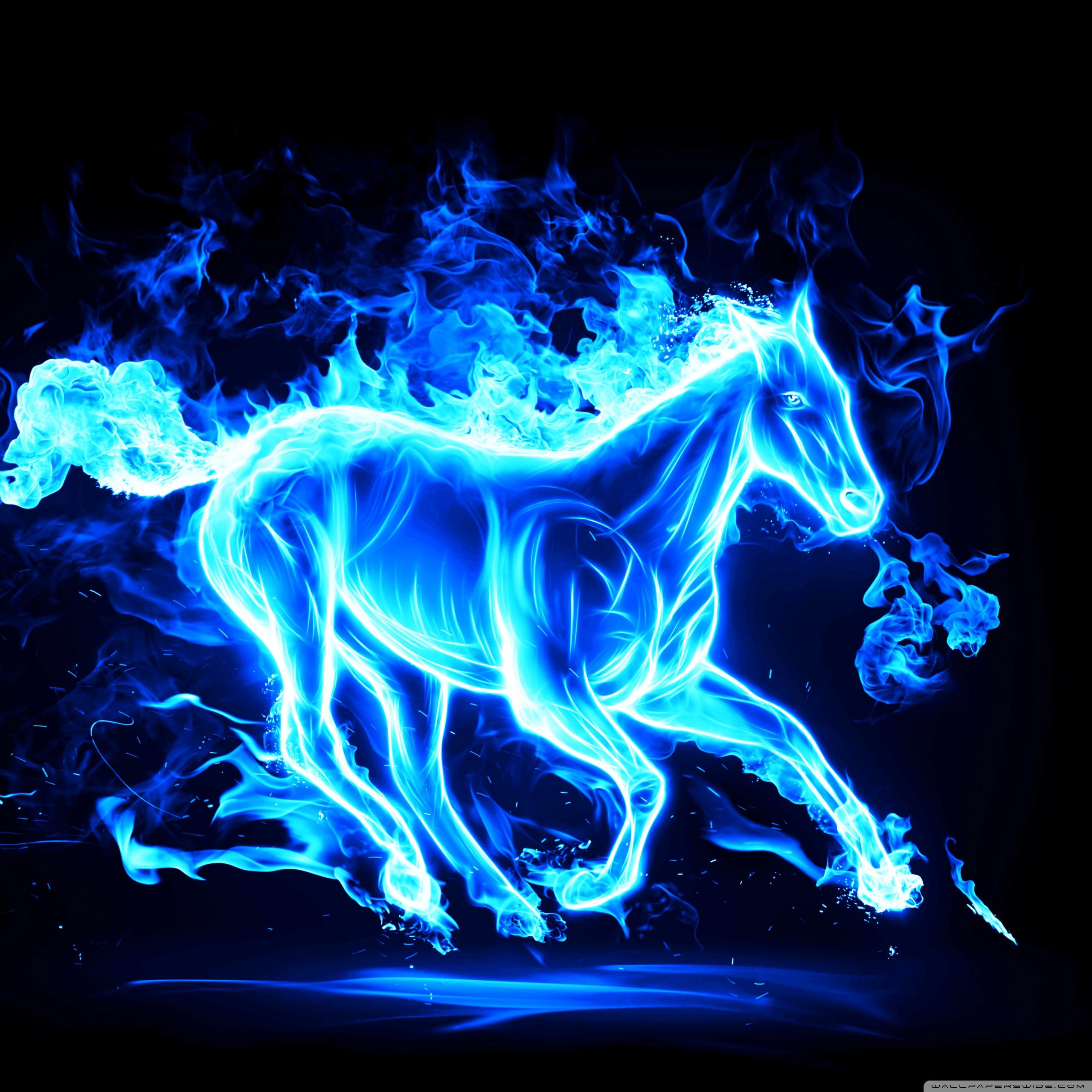 2560x2560 Blue Horse Ultra HD Desktop Background Wallpaper for 4K UHD TV : Widescreen & UltraWide Desktop & Laptop : Tablet