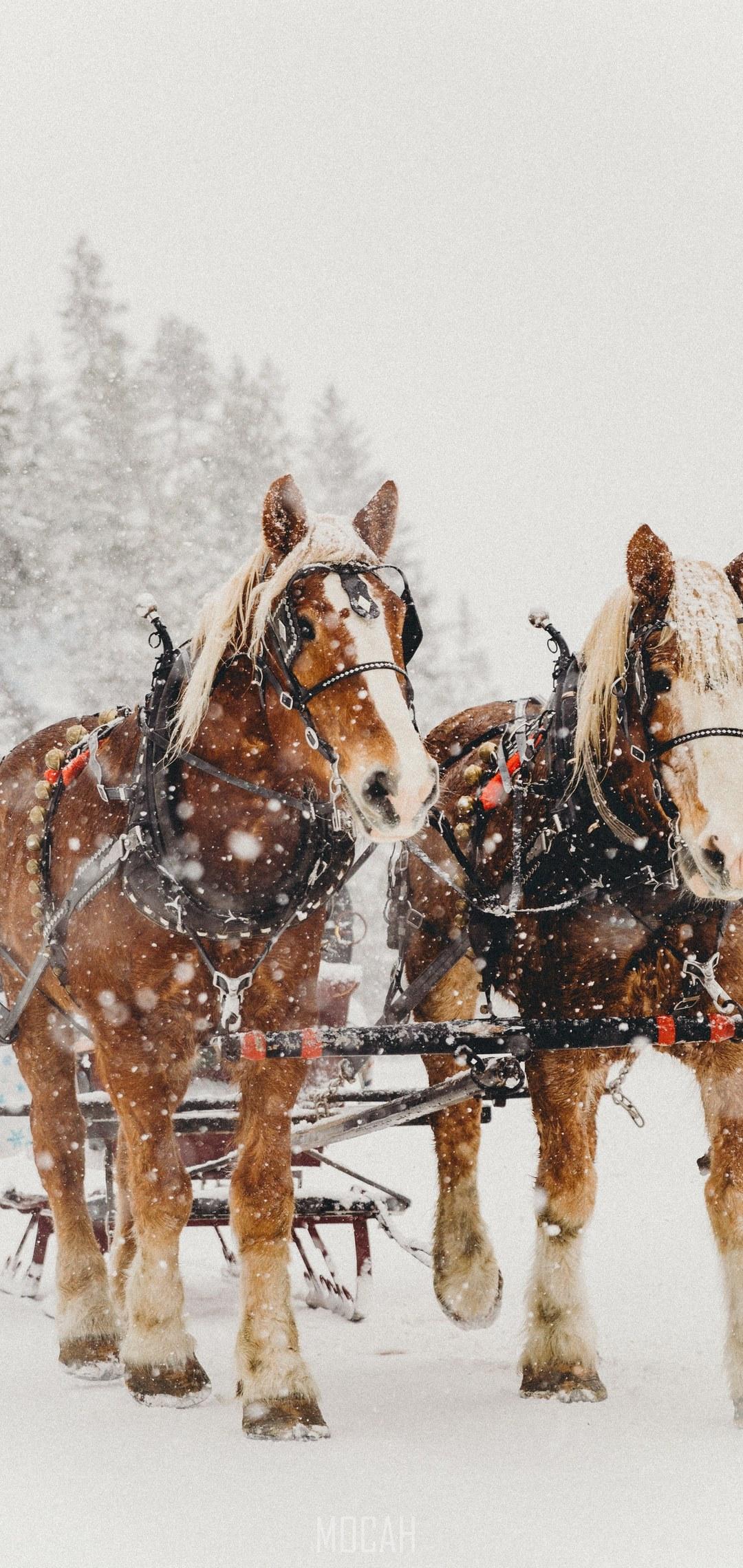 1080x2280 horses in the snow, Samsung Galaxy M30 wallpaper hd, 1080x2280 Gallery HD Wallpaper