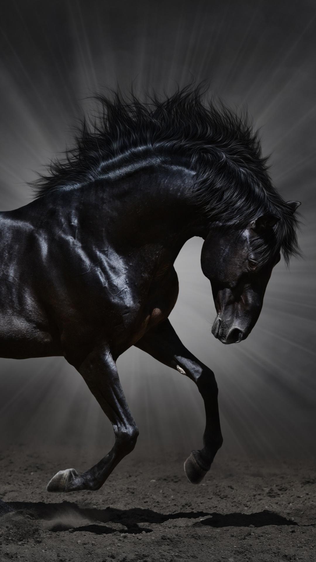 Galaxy Horse Wallpapers Top Free Galaxy