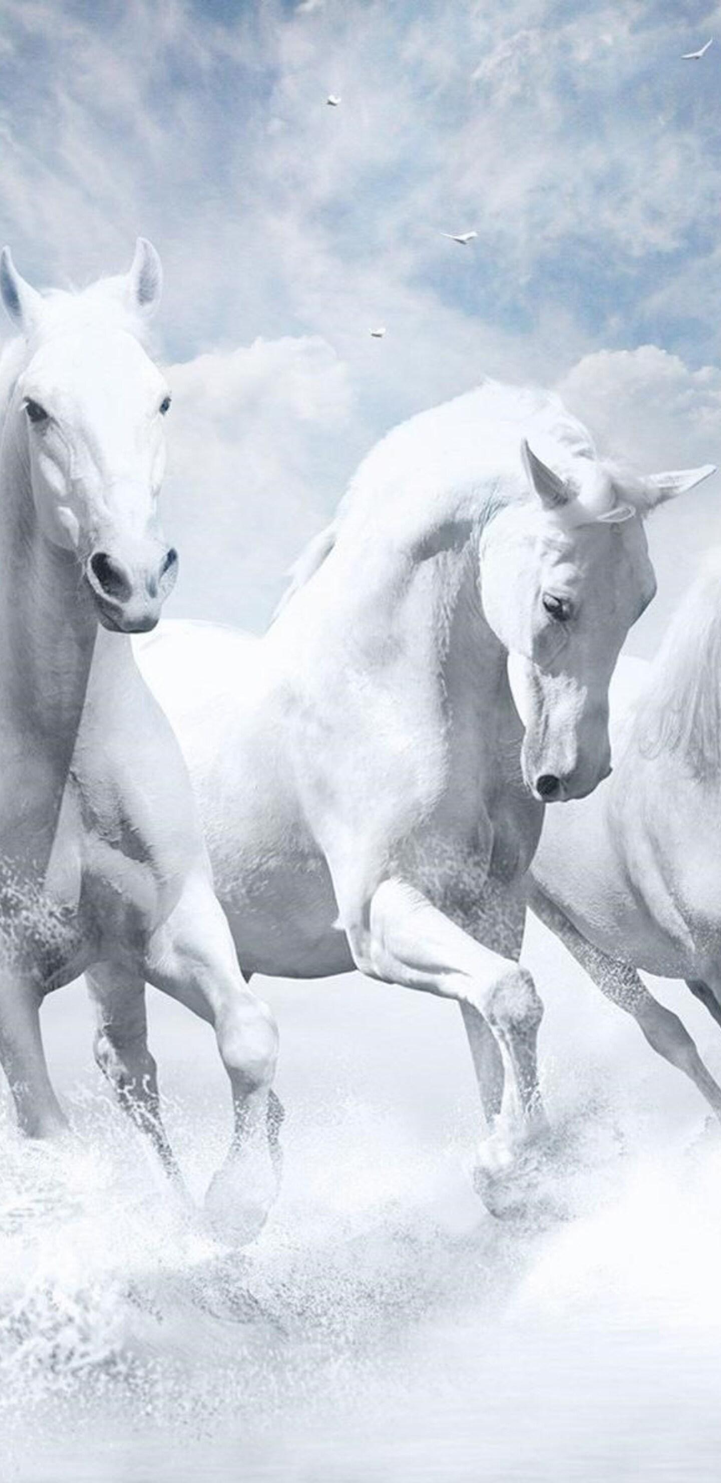 1440x2960 White Horse Wallpaper and Background 4K, HD, Dual Screen