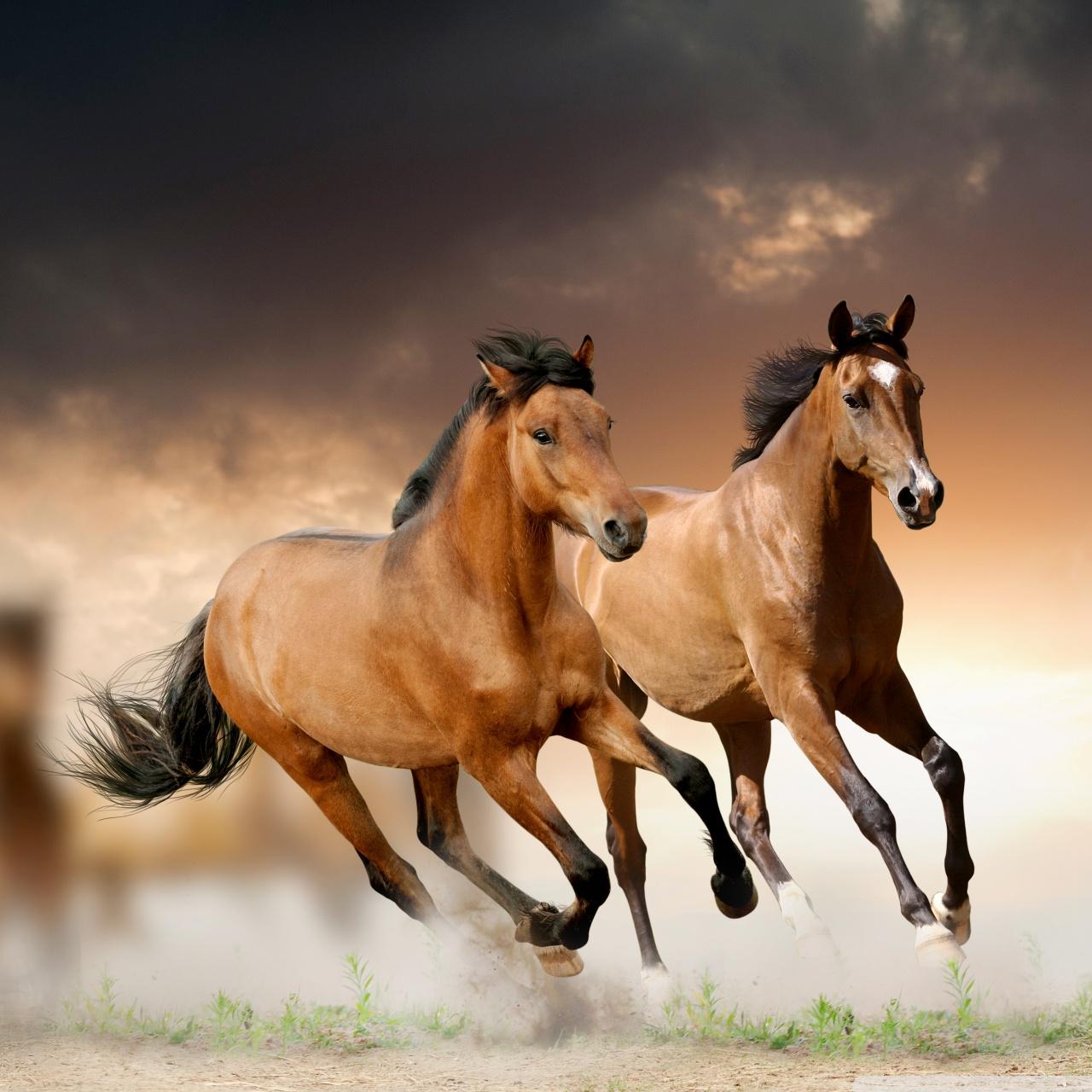 1280x1280 Horses Running Ultra HD Desktop Background Wallpaper for 4K UHD TV : Tablet