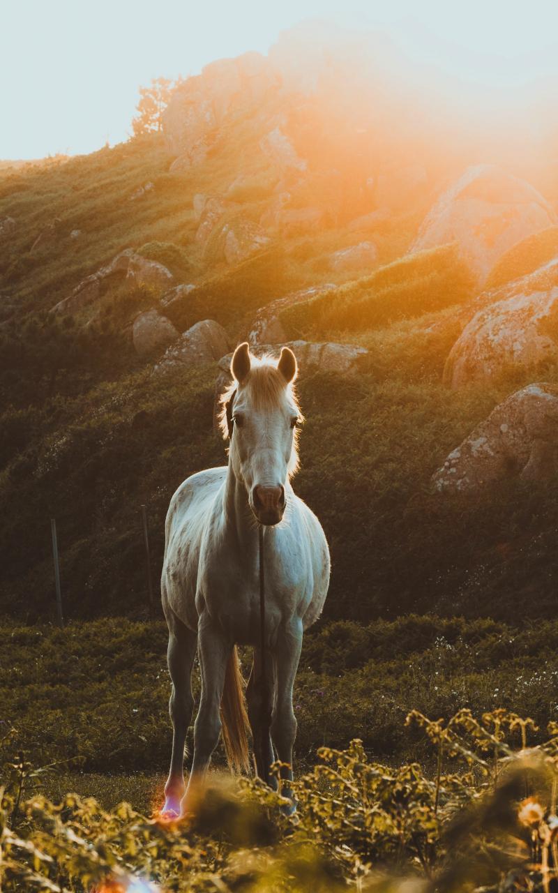 800x1280 Download Wallpaper 800x1280 White Equus, Landscape, Horse, Samsung Galaxy Note Gt N Meizu Mx 800x1280 HD Background