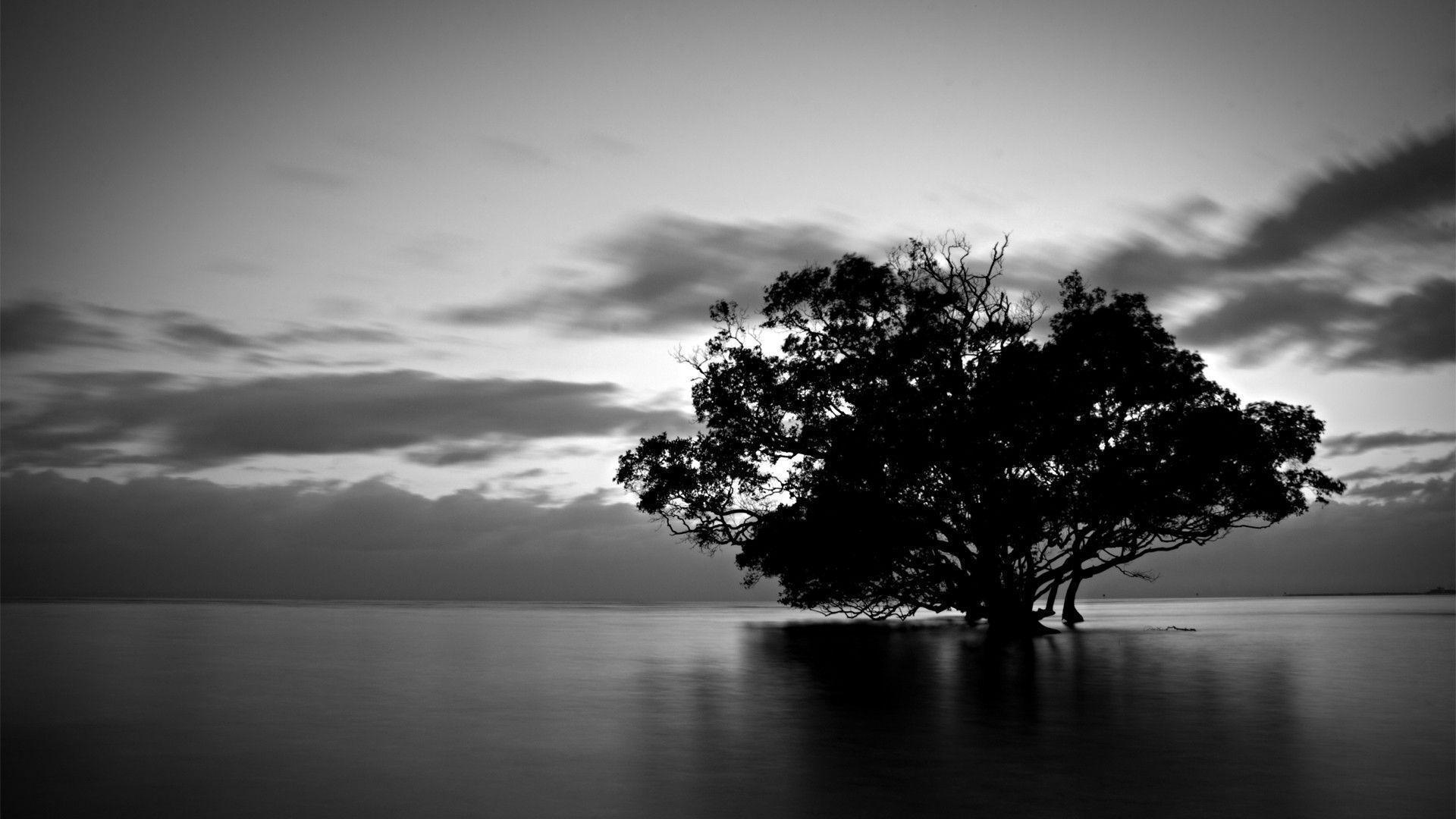 Amazing Nature Black And White Wallpapers Top Free Amazing Nature Amazing Nature Black And White Wallpapers Top Free Amazing Nature