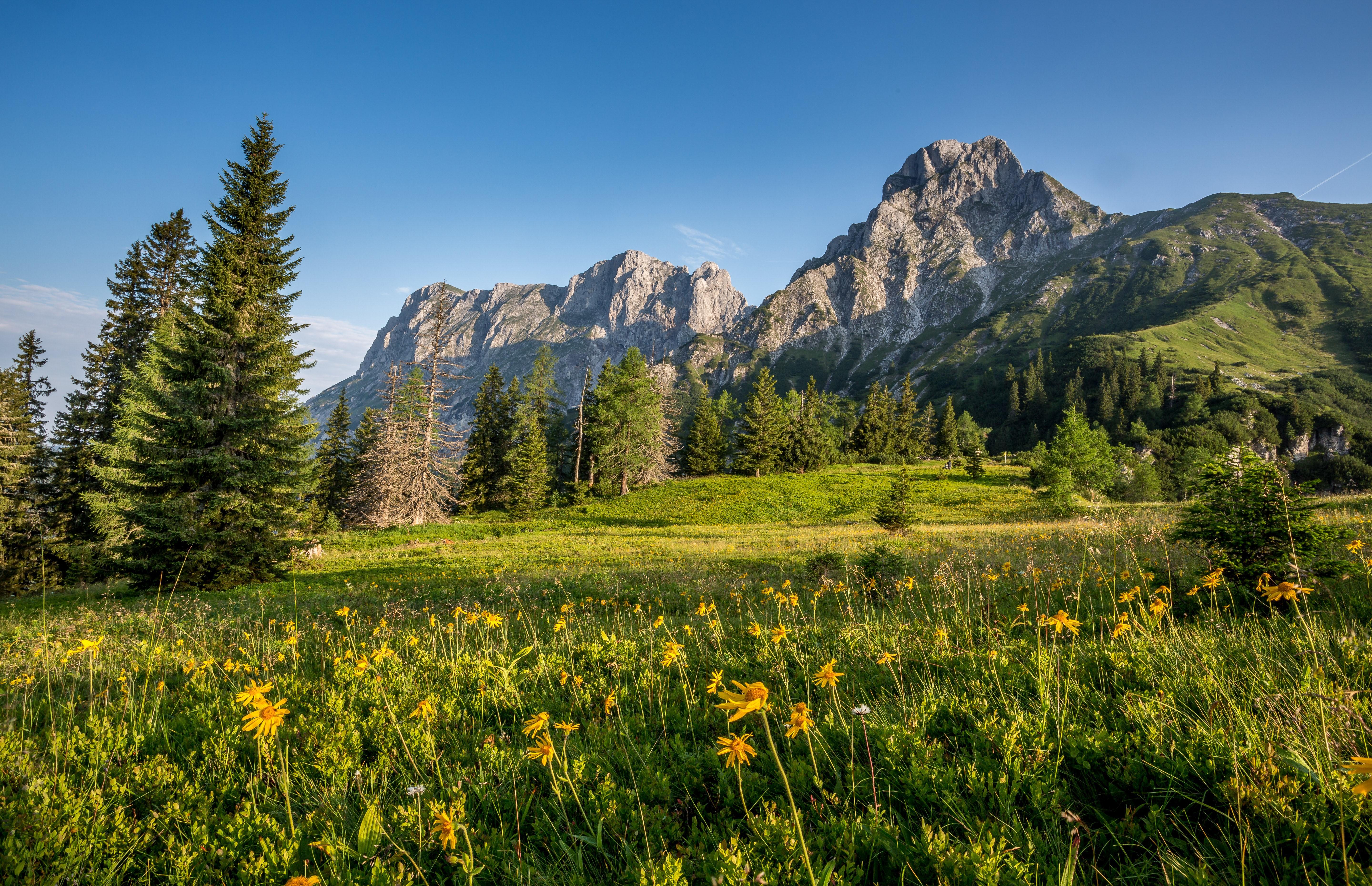 5760x3720 4K, 5K, Austria, Mountains, Grasslands, Scenery, Alps, Spruce Gallery HD Wallpaper