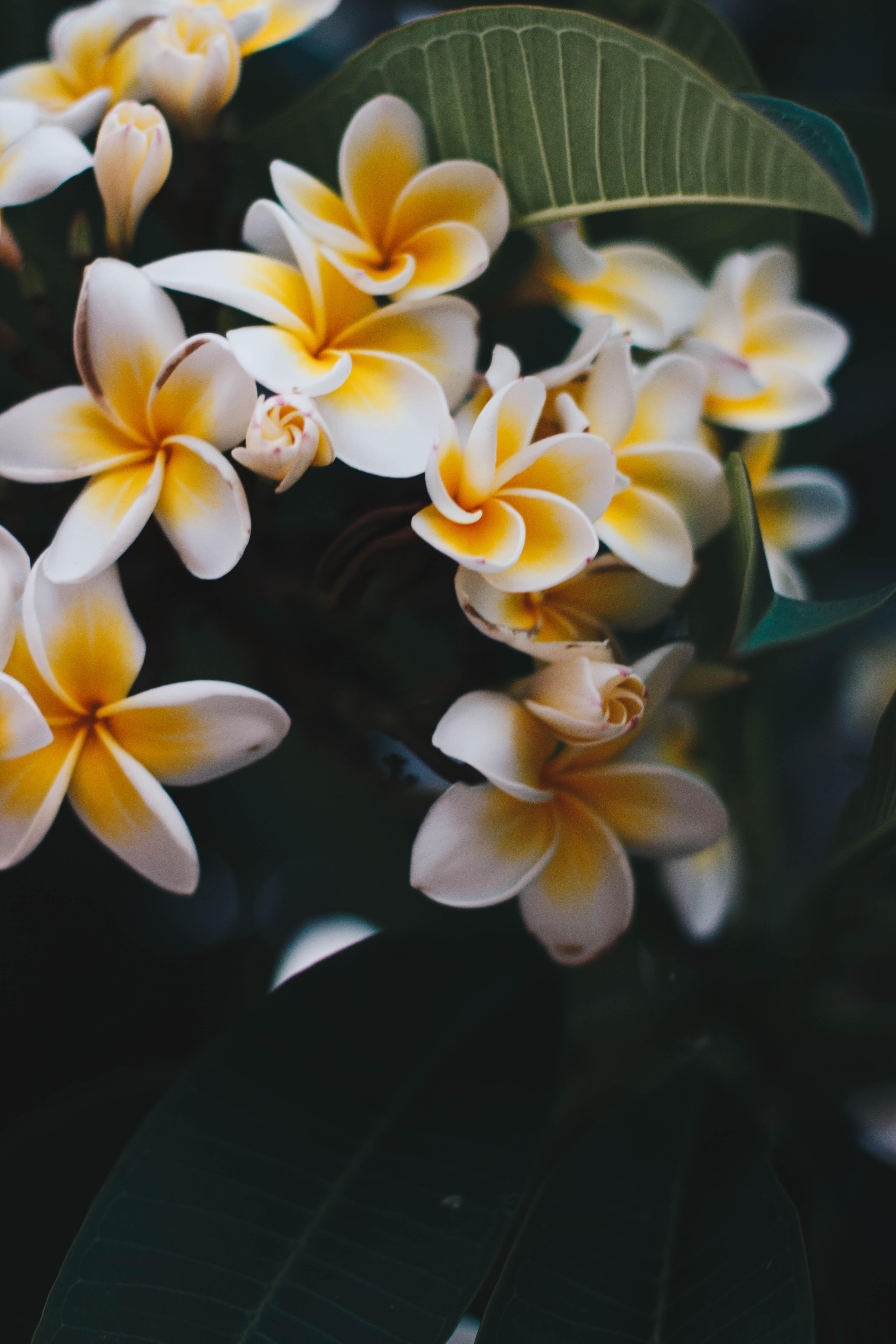 3456x5184 Frangipani Photo, Download Free Frangipani & HD Image