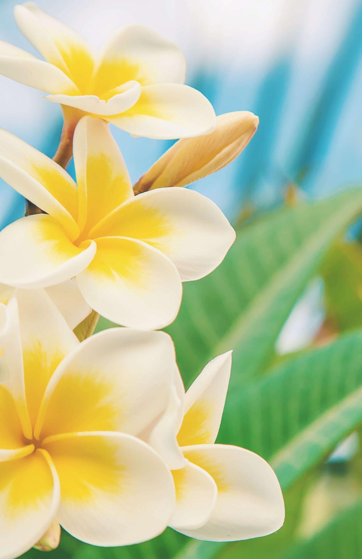 1245x1920 White Yellow Plumeria Flower