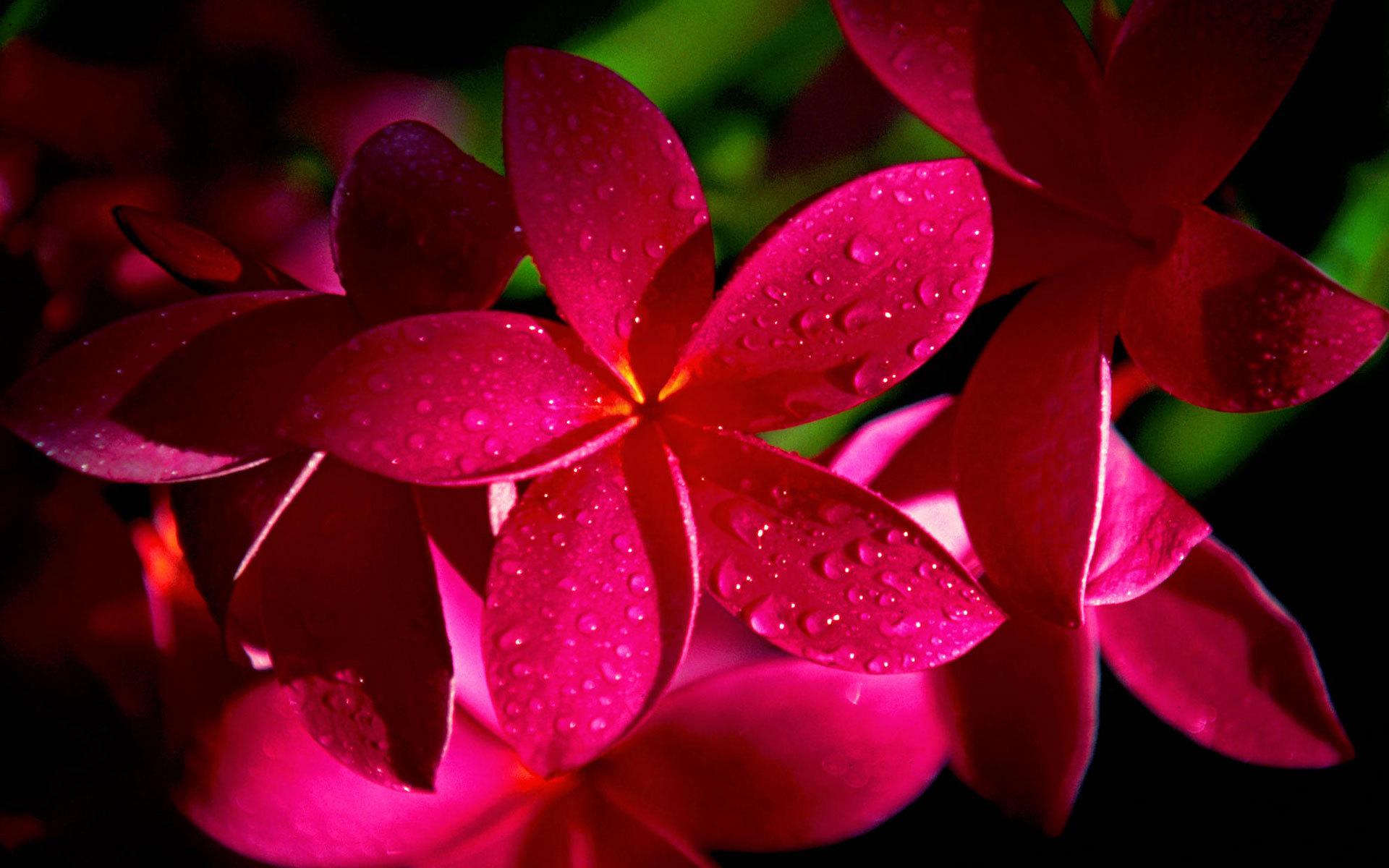 1920x1200 Frangipani HD Wallpaper and Background