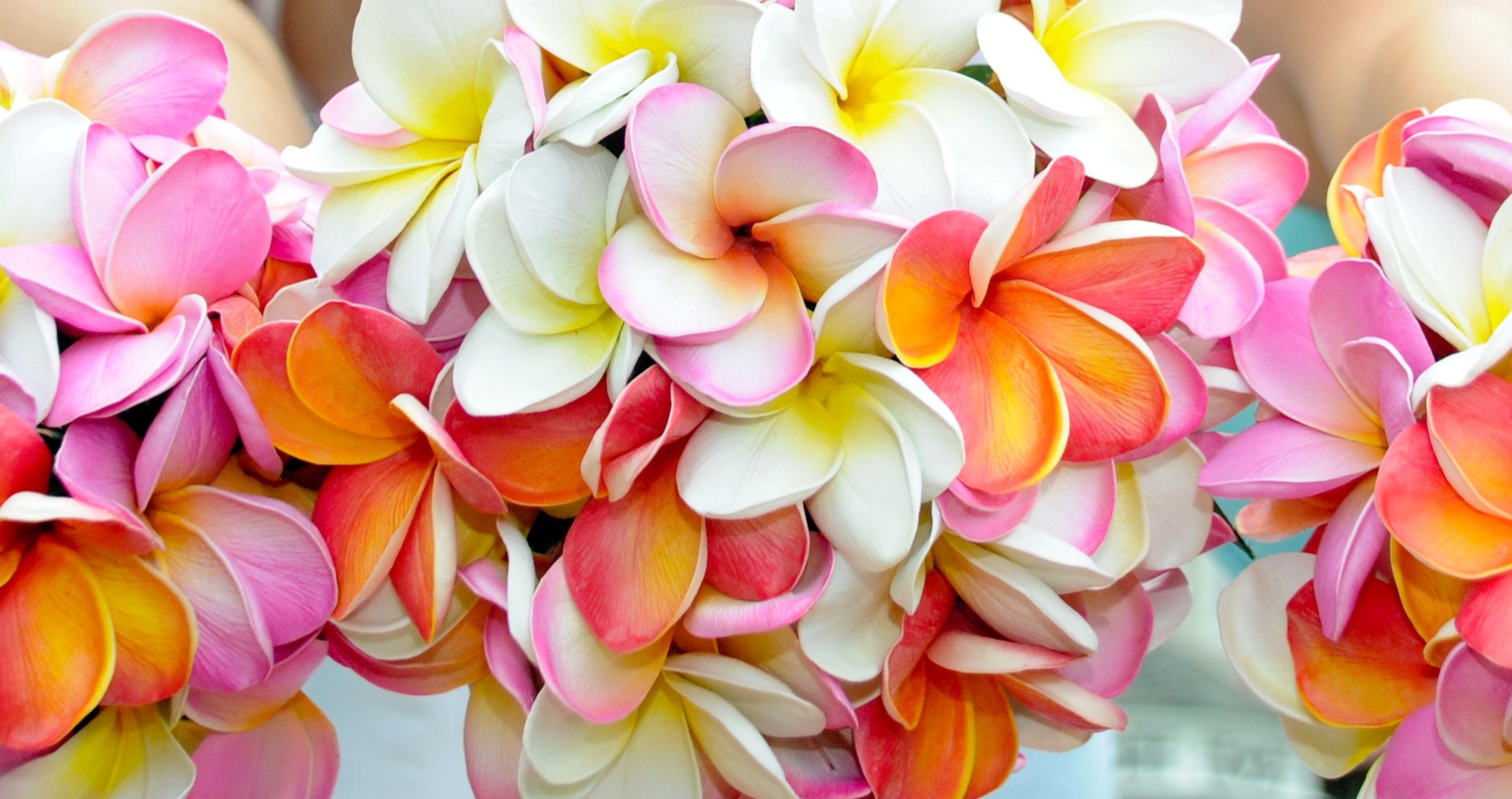 3840x2031 Plumeria Background