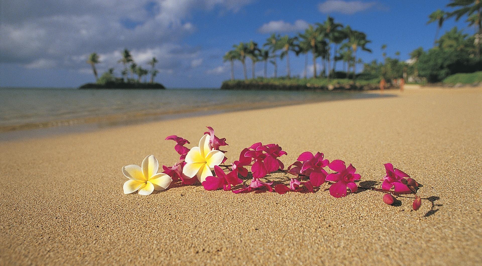 1920x1060 plumeria, flowers, beach Wallpaper, HD Flowers 4K Wallpaper, Image, Photo and Background