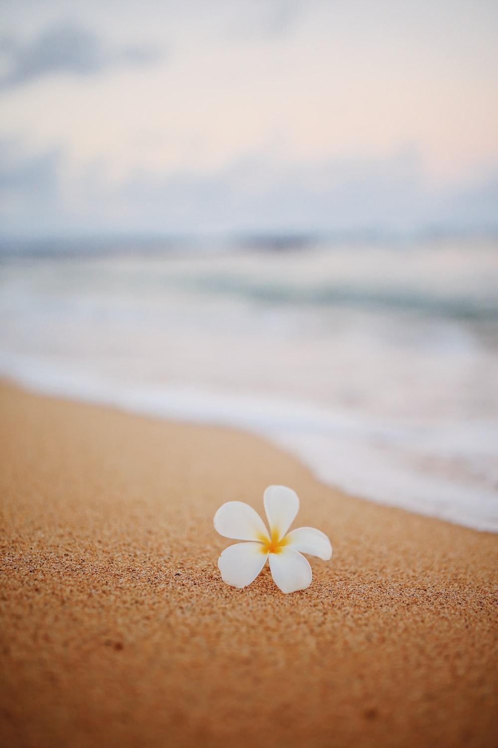 1000x1500 Plumeria Picture. Download Free Image