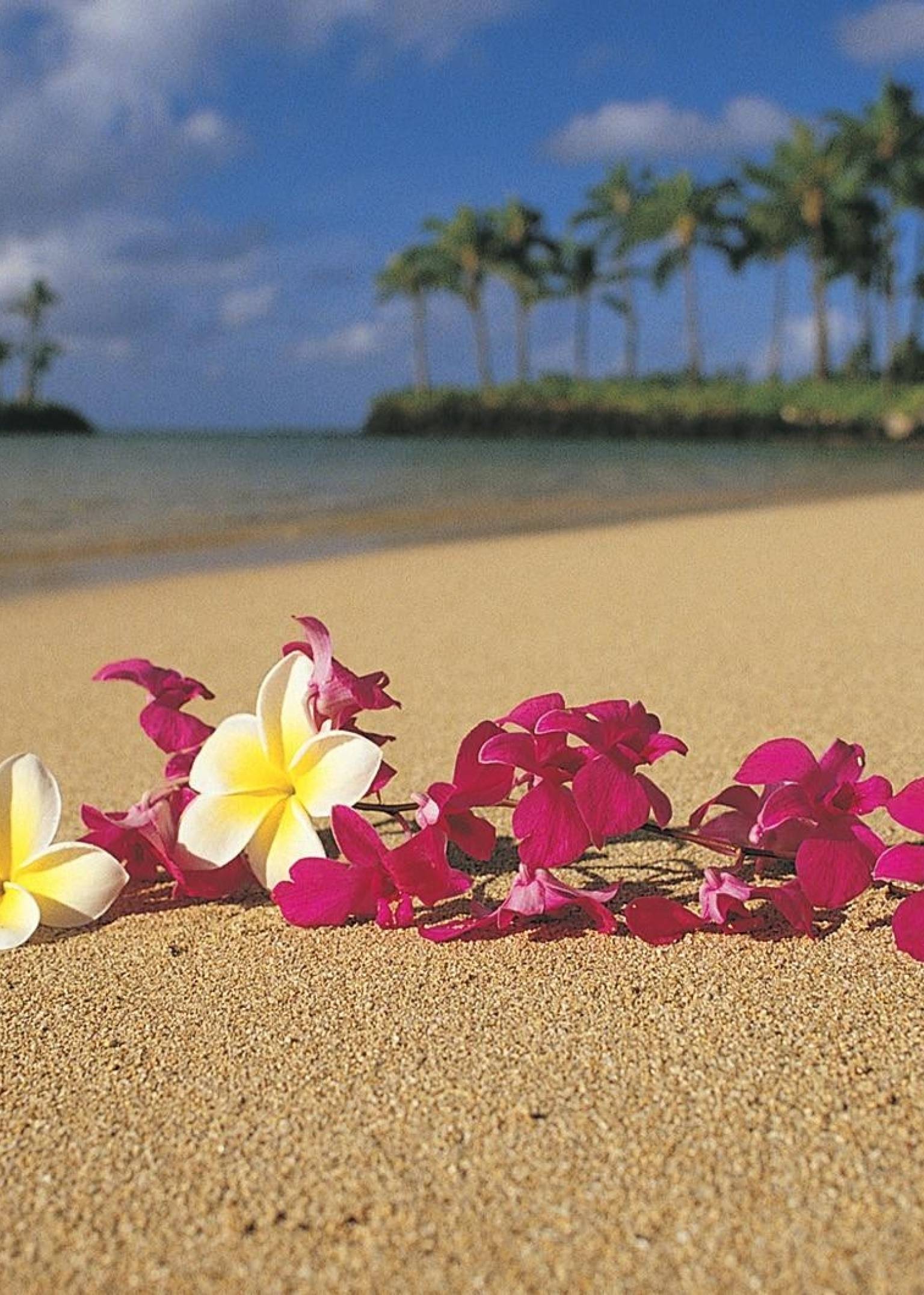 Plumeria Beach Wallpapers - Top Free Plumeria Beach Backgrounds ...