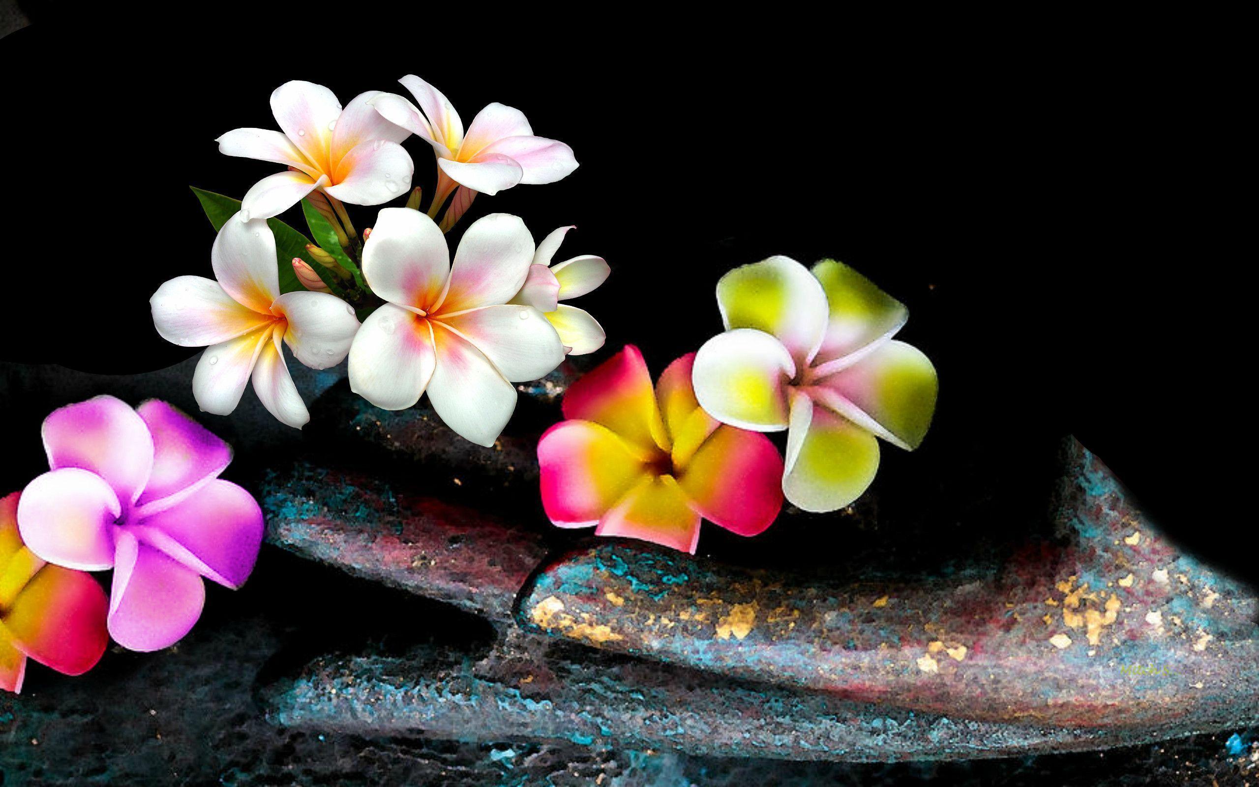2560x1600 Plumeria Background