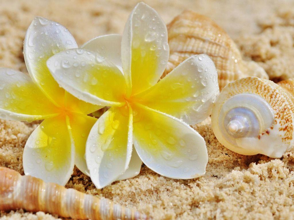 1024x768 Plumeria and Shells on a Beach. Plumeria, Plumeria flowers, Frangipani