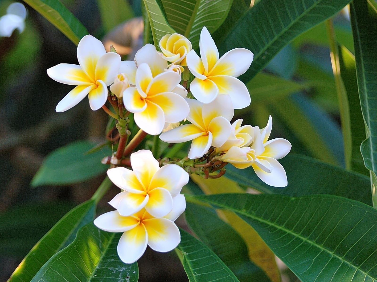 1600x1200 1600x1200 Plumeria, Green, White, Leaves wallpaper JPG Gallery HD Wallpaper
