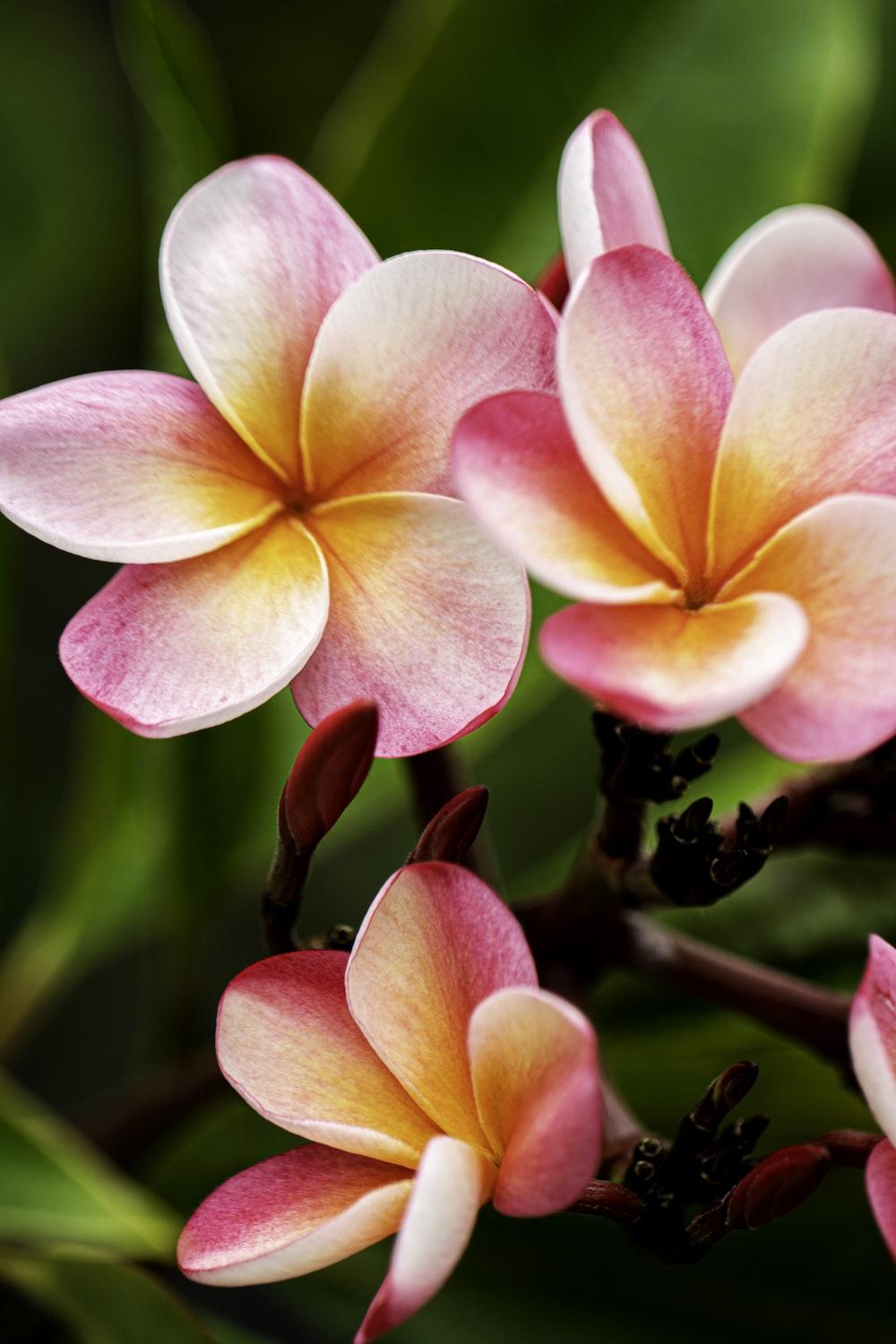1000x1500 Plumeria Picture. Download Free Image