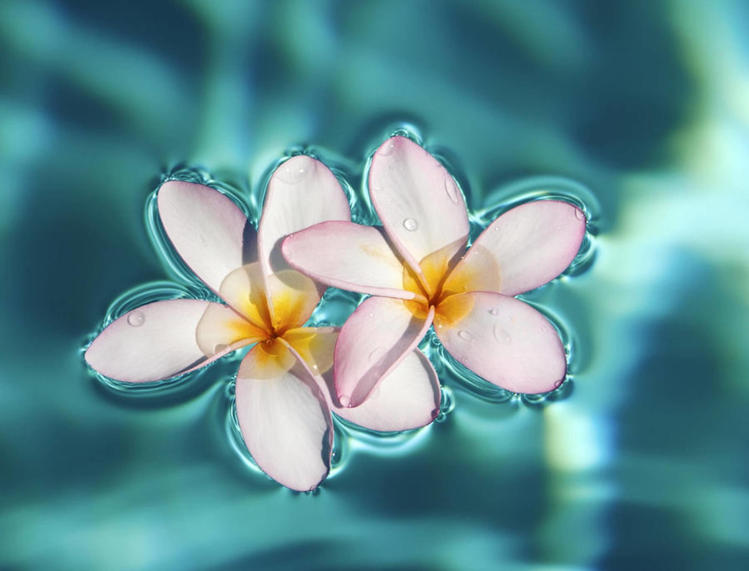 2500x1906 Exotic Flower Wallpaper