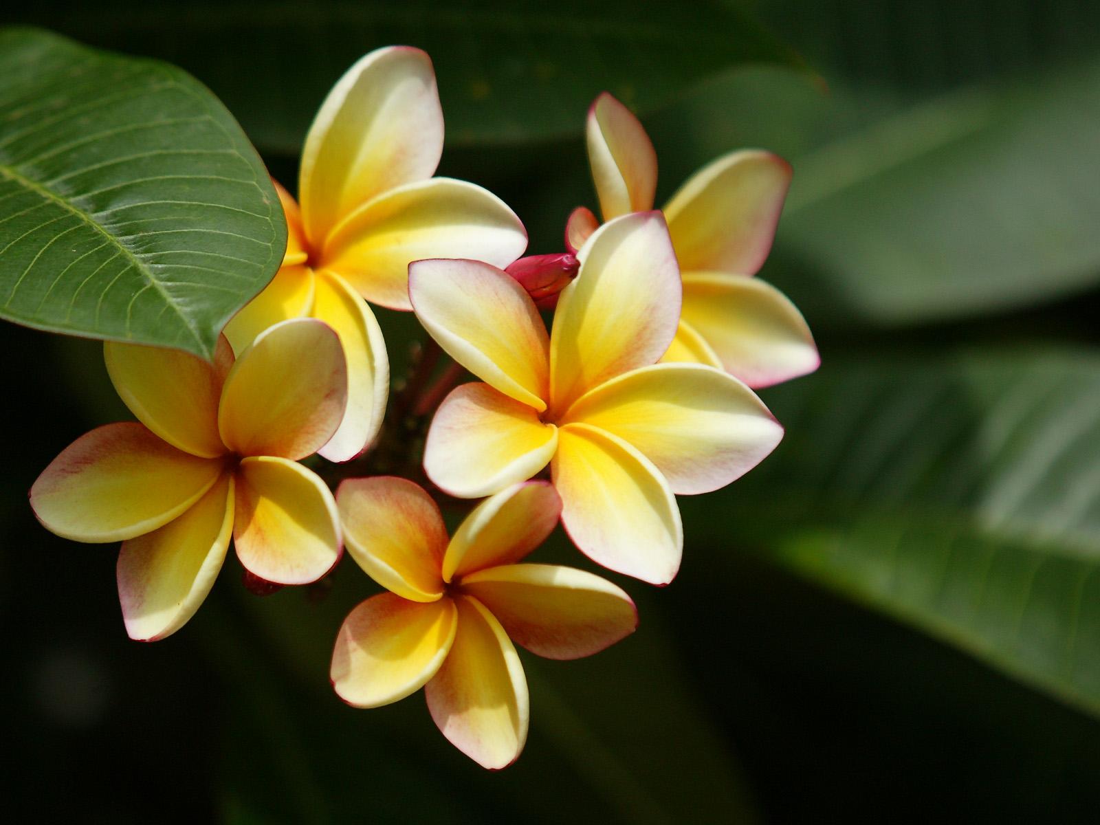 1600x1200 Picture Flowers Plumeria