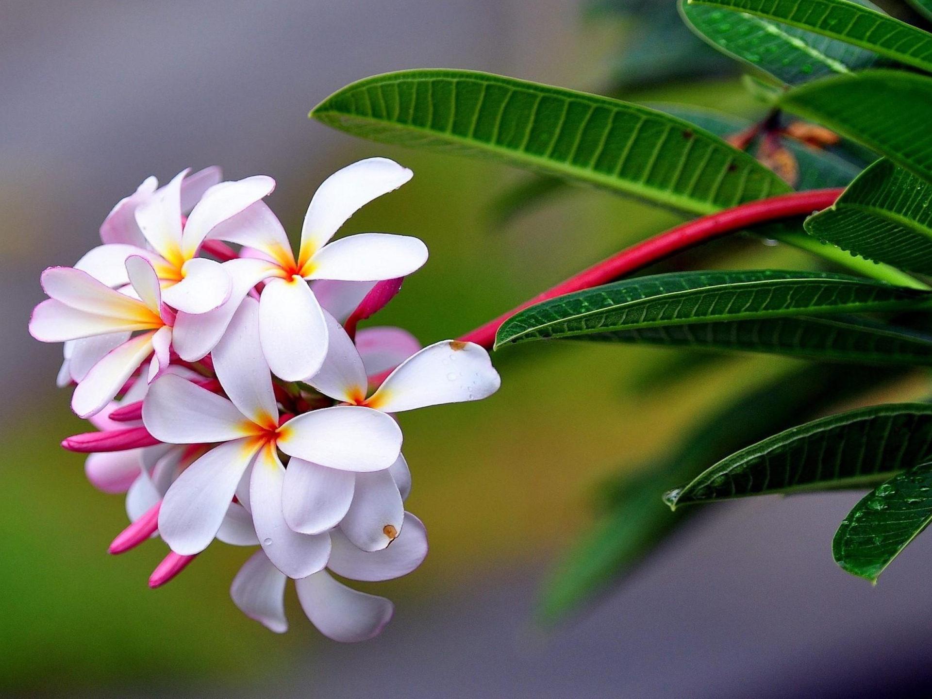 1920x1440 Plumeria Branch With Green Leaves And White Flowers Wallpaper HD :