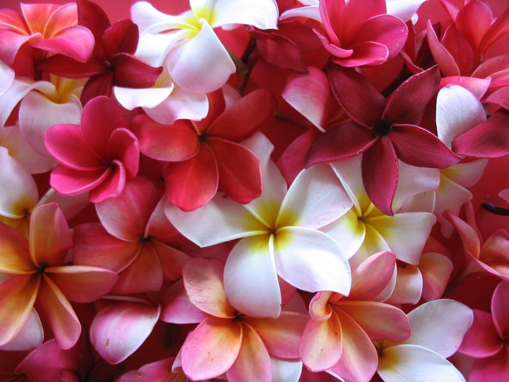 1024x768 Plumeria Wallpaper