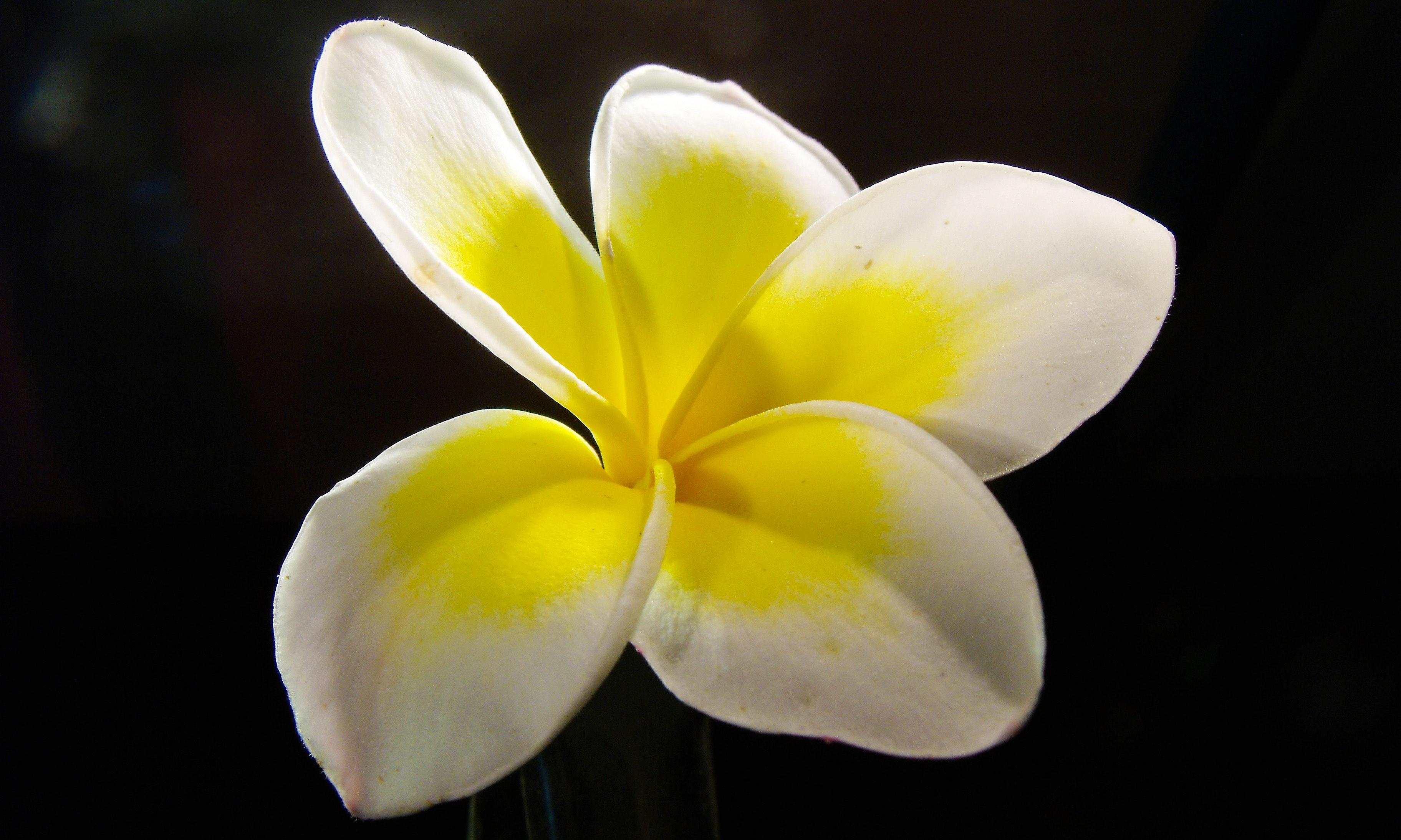 3648x2188 Plumeria Photo, Download Free Plumeria & HD Image