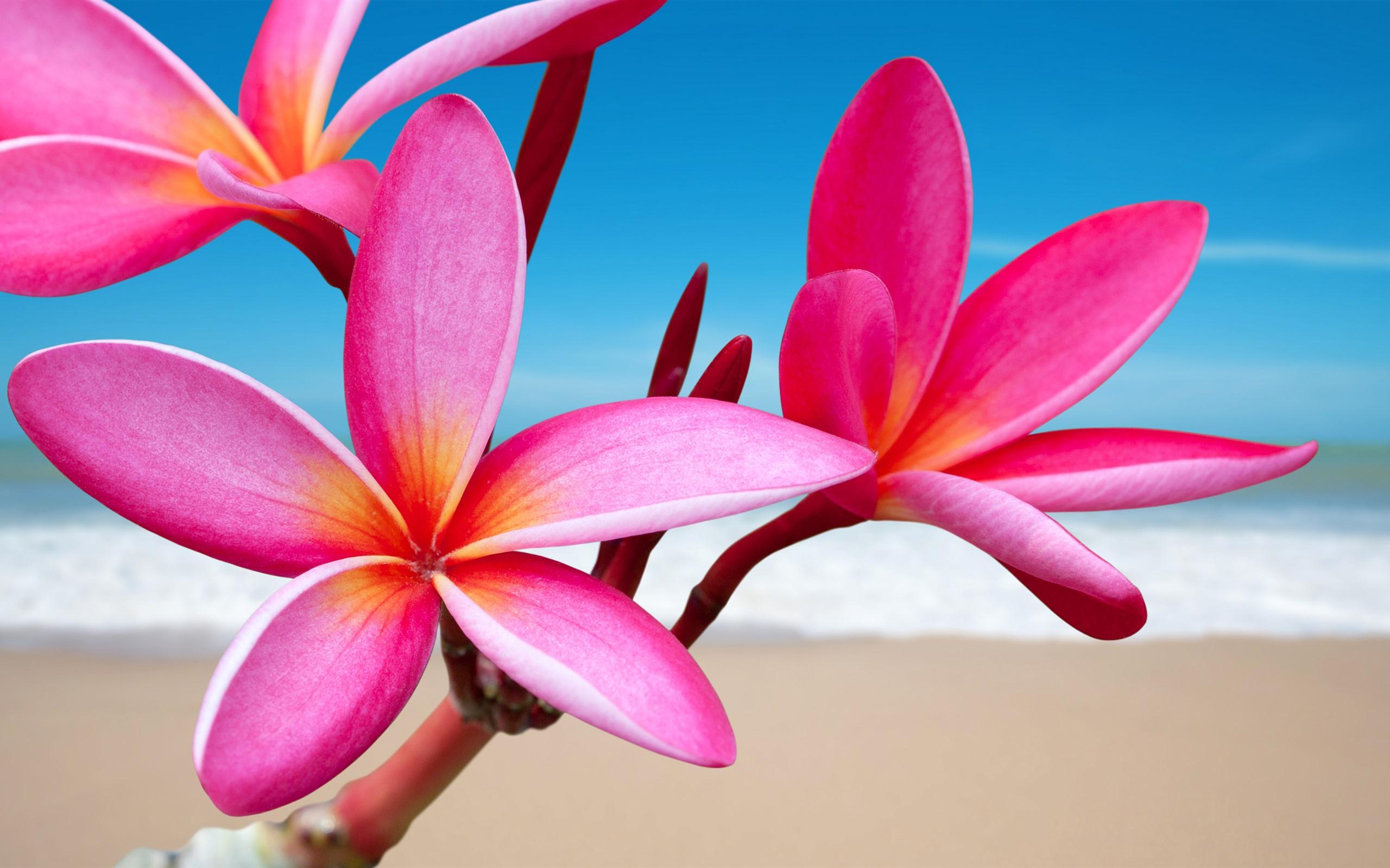 2560x1600 Wallpaper Pink plumeria, flowers, beach, sea 2560x1600 HD Picture, Image
