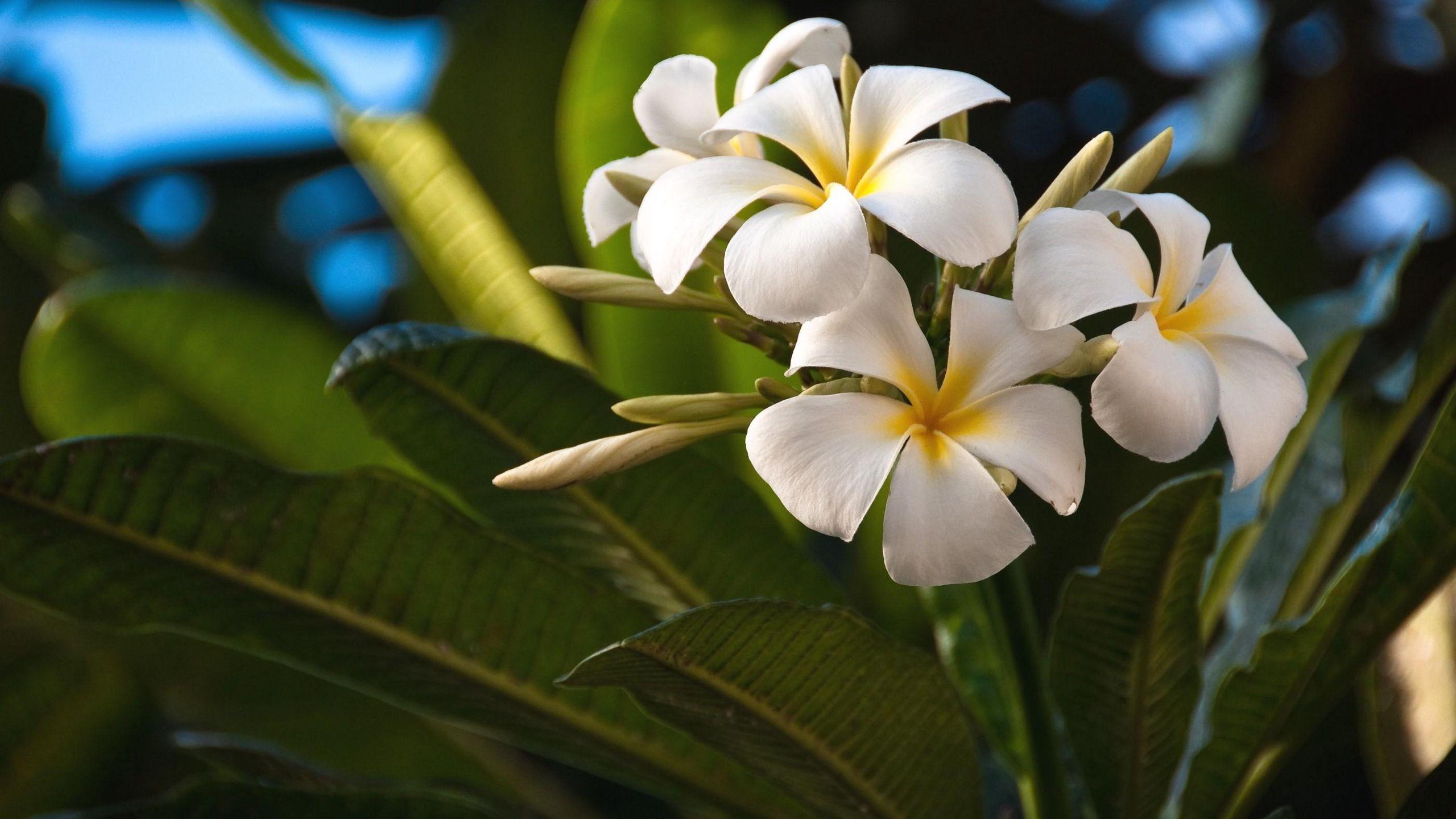 2560x1440 Download wallpaper 2560x1440 plumeria, flowers, exotics, leaves widescreen 16:9 HD background