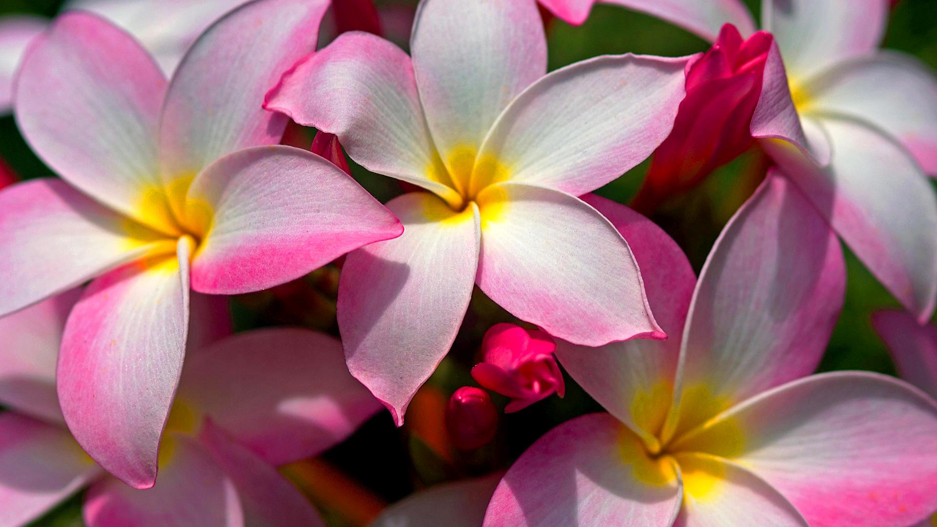 1920x1080 HD desktop wallpaper: Nature, Flowers, Flower, Close Up, Earth, Plumeria, Frangipani, Pink Flower download free picture