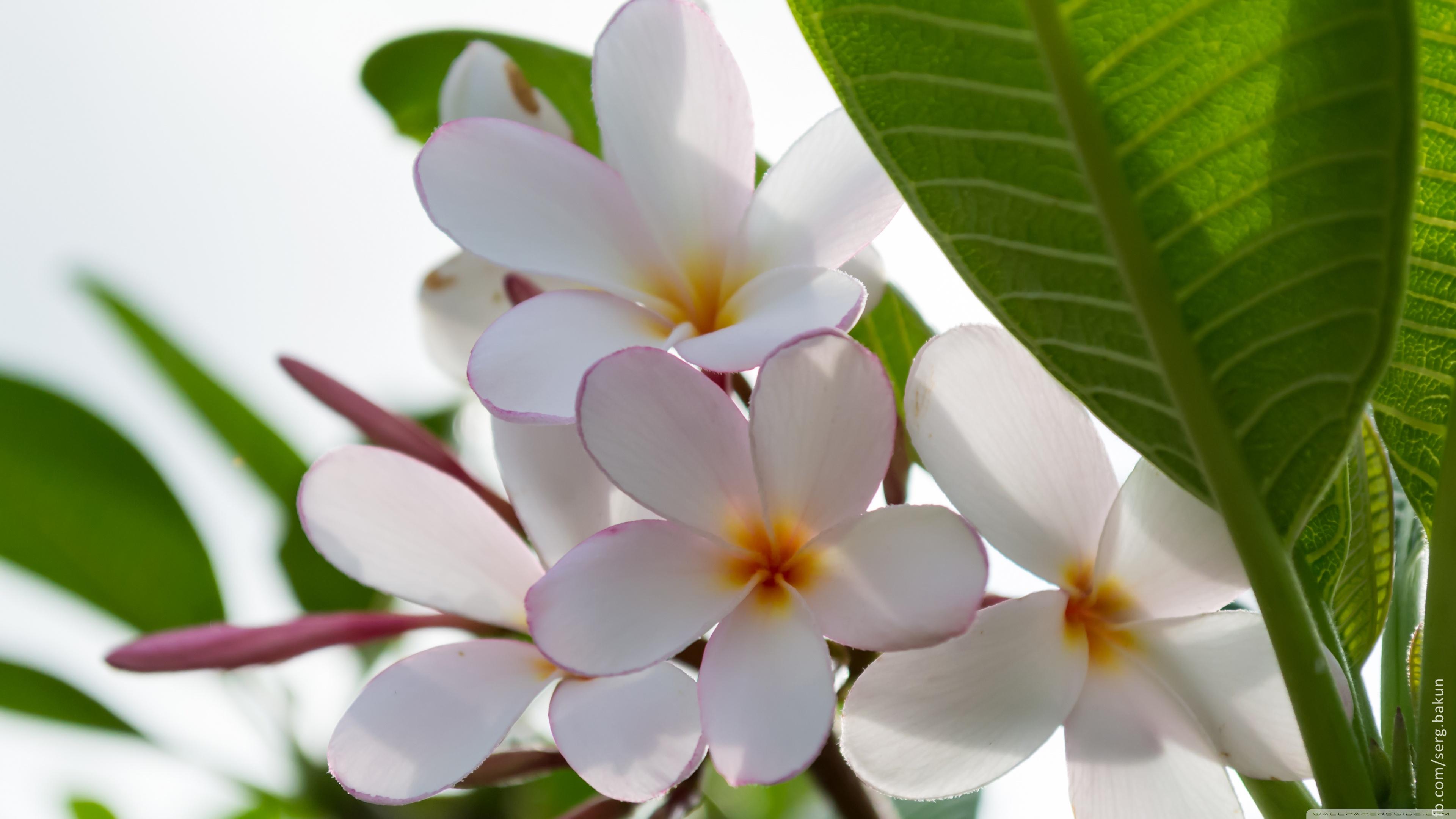 Plumeria Beach Wallpapers - Top Free Plumeria Beach Backgrounds