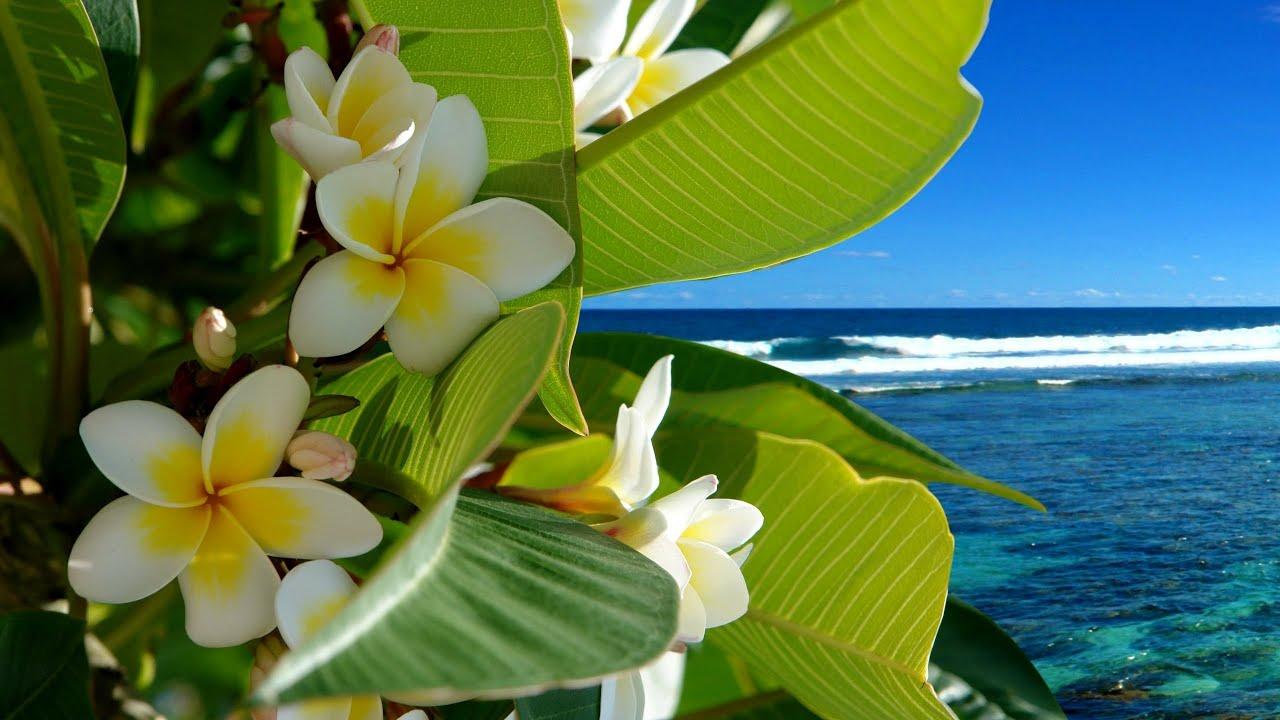 1280x720 GROWING PLUMERIA IN WATER